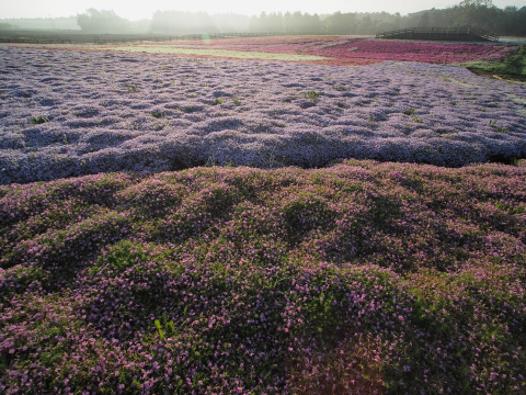 ［作例あり］Kowa Prominar 8.5mm f/2.8 レンズ コーワPROMINARの世界 高画質マイクロフォーサーズレンズの秘密を探る