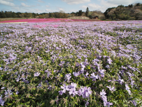 ［作例あり］Kowa Prominar 8.5mm f/2.8 レンズ コーワPROMINARの世界 高画質マイクロフォーサーズレンズの秘密を探る