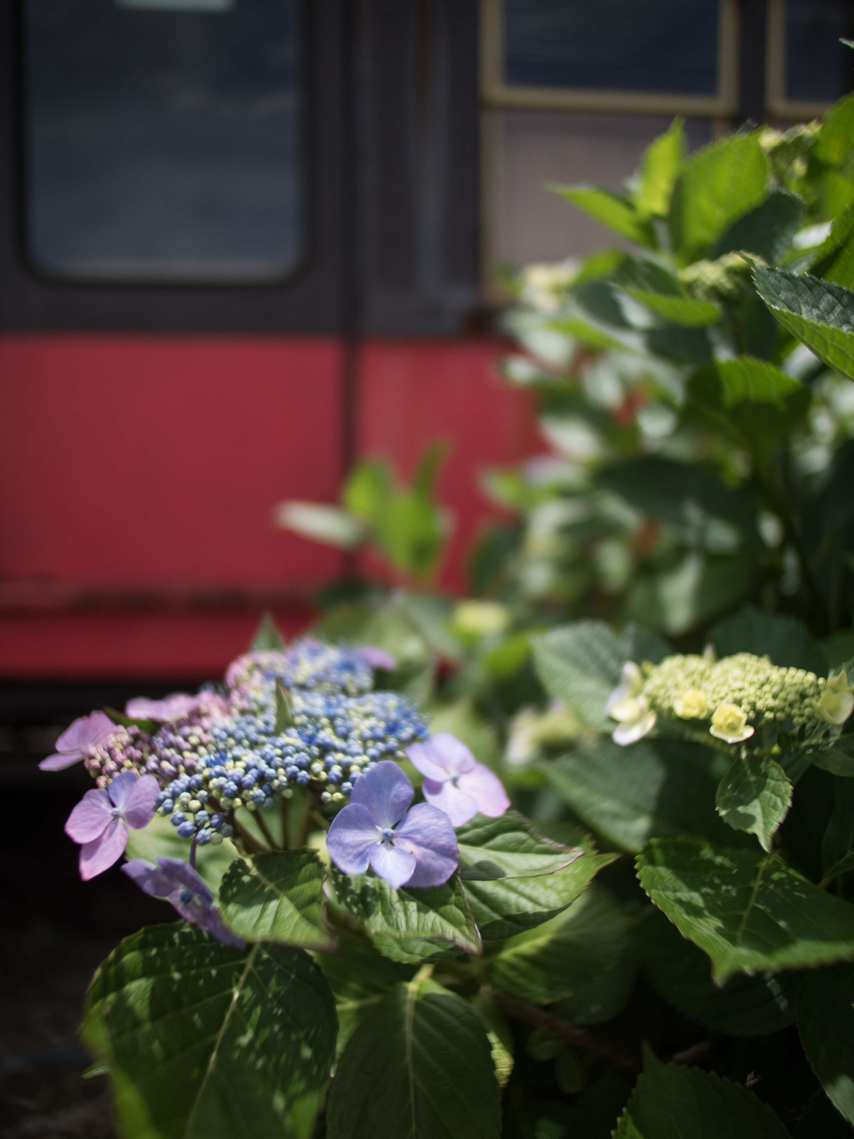 絞り開放・近距離で撮影。E-M5 Mark II / 1/4,000秒 / F0.95 / -0.7EV / ISO200 / 絞り優先AE / 10.5mm