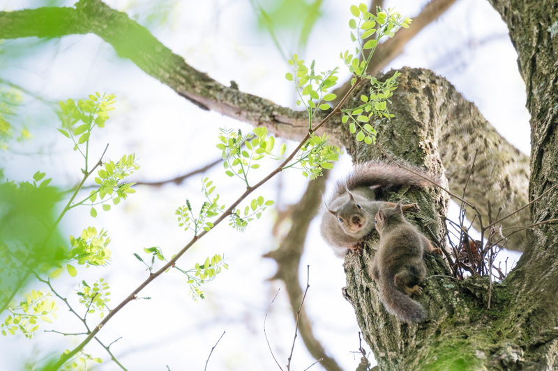 初めて自分の手足で木を登り始めた子リスを心配深げに母リスが見守る。足場の悪い場所でレンズを真上に向けても手ブレ補正のお陰で正確なフレーミングができた。<br class="">キヤノン EOS 7D Mark II / EF100-400mm F4.5-5.6L IS II USM / 400mm（640mm相当） / マニュアル露出（F5.6、1/400秒） / ISO 800　撮影・福田幸広