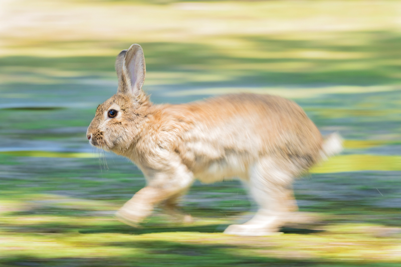 シャッター速度を1/60秒にセット。撮影距離が近いほど流 れが大きくなるので慎重に被写体を追った。ウサギの特徴である耳と目がぶれずに止まっている。<br class="">キヤノン EOS 7D MarkII / EF100-400mm F4.5-5.6L IS II USM / 214mm（342mm相当） / マニュアル露出（F10、1/60秒） / ISO 400　撮影・福田幸広