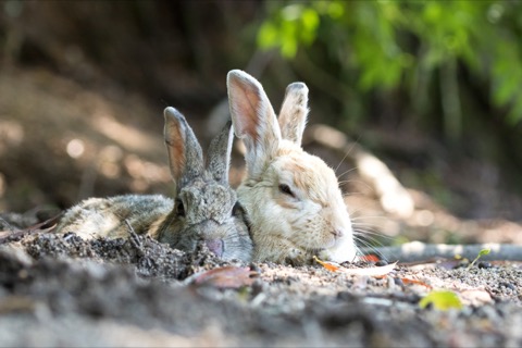 Canon EF LENS 写真家7人のSEVEN SENSES：「動物撮影の新たな