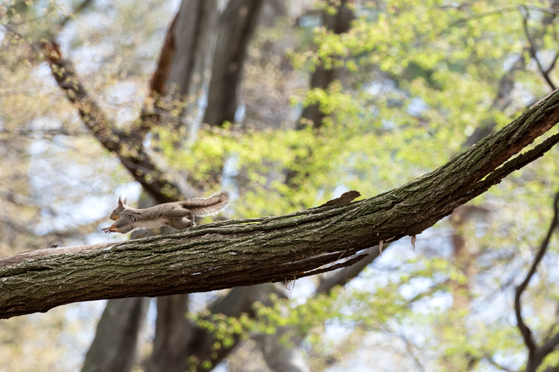 森の中を良く観察すると、リスたちの通り道が見えてくる。お気に入りの道を見つけたら、あとはじっと待つだけ。数少ないチャンスをものにするには慎重な観察と分析が必須だ。キヤノン EOS 7D Mark II / EF100-400mm F4.5-5.6L IS II USM / 300mm（480mm相当） / マニュアル露出（F5.6、1/1,000秒） / ISO 1600　撮影・福田幸広
