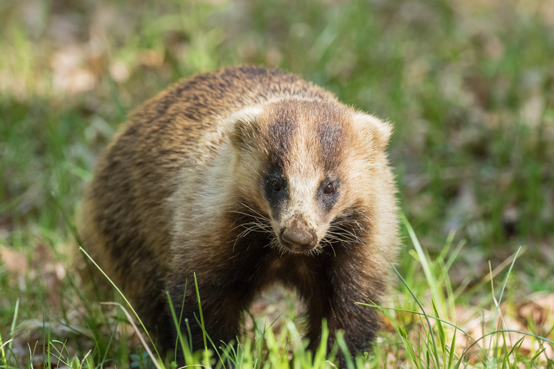 今、私が最も撮影に力を入れているのがアナグマだ。しかし、撮影は非常に苦戦している。アナグマ撮影の方法は日中、夜間、自動撮影などに合わせ様々。細かなファンクション設定があるEOS 7D Mark IIが適していると考えている。<br class="">キヤノン EOS 7D Mark II / EF100-400mm F4.5-5.6L IS II USM / 263mm（421mm相当） / マニュアル露出（F5.6、1/640秒） / ISO 1600　撮影・福田幸広