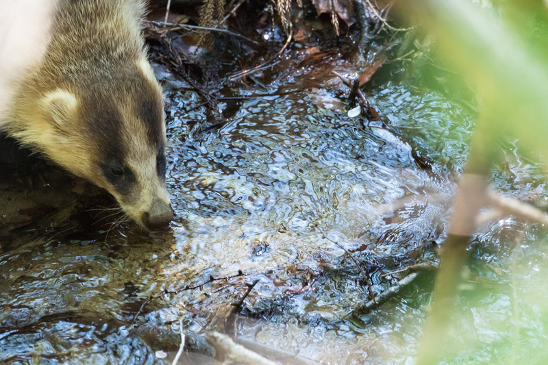 小さな川を渡って水を飲み、食事場へと移動してゆく。足場の悪い崖の上で隠れるようにして待ち伏せして撮影したが、手ブレ補正が強力に効くので安心して撮影することが出来た。<br class="">キヤノン EOS 7D Mark II / EF100-400mm F4.5-5.6L IS II USM / 340mm（544mm相当） / マニュアル露出（F5.6、1/160秒） / ISO 800　撮影・福田幸広