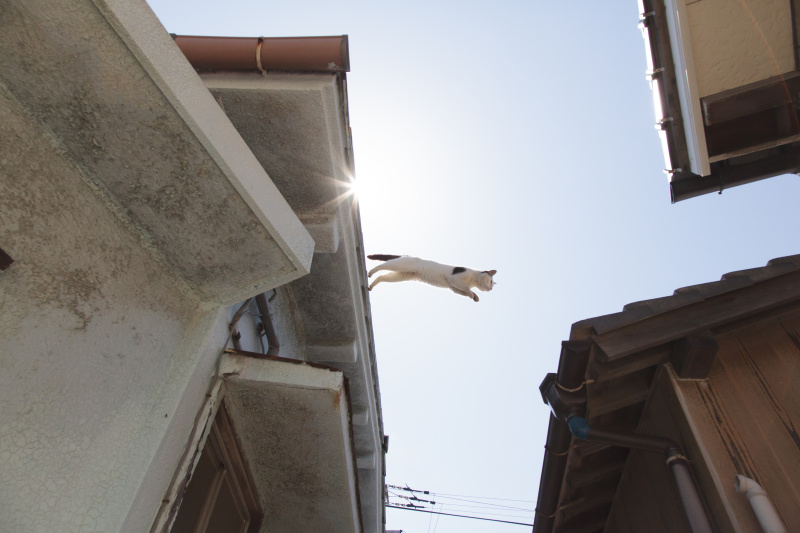 屋根の上にいる猫が隣の家の屋根に飛び移ろうとしている瞬間を狙った。24mmの広角を使い、屋根へ飛び移っているのが分かるように周りの状況を入れた。逆光だったので太陽の一部を屋根で隠し、光条を出して画面内にアクセントとして加えている。キヤノンEOS 5D Mark II／EF24-105mm F4L IS USM／24mm／絞り優先AE（F11、1/2,500秒、-0.3EV）／ISO1600／WB→オート