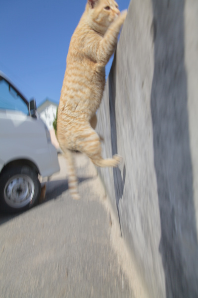 <strong class="">近すぎると画面から猫が出る</strong><br class="">タイミング良くシャッターを切っても、画面から猫がはみ出てしまう