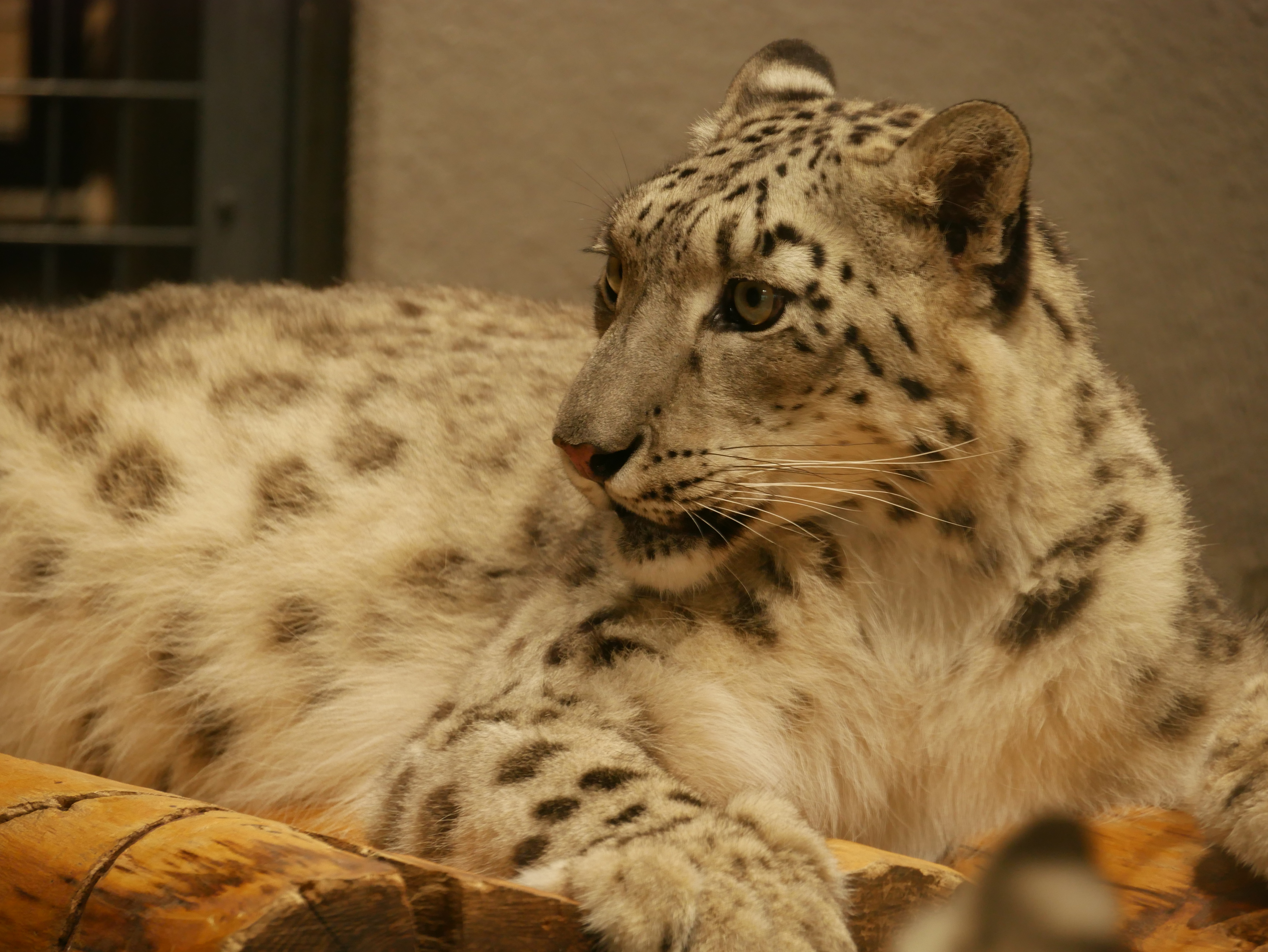 こちらも望遠端の140mm。ISO800でシャッタースピードは1/25秒という条件だが、手ブレ補正機能のおかげでシャープに撮れた（目尻から耳にかけてブレているが、これは被写体ブレだ）。DMC-G7 / LUMIX G VARIO 14-140mm F3.5-5.6 ASPH. POWER O.I.S. / ISO800 / F5.6 / 1/25秒 / 140mm