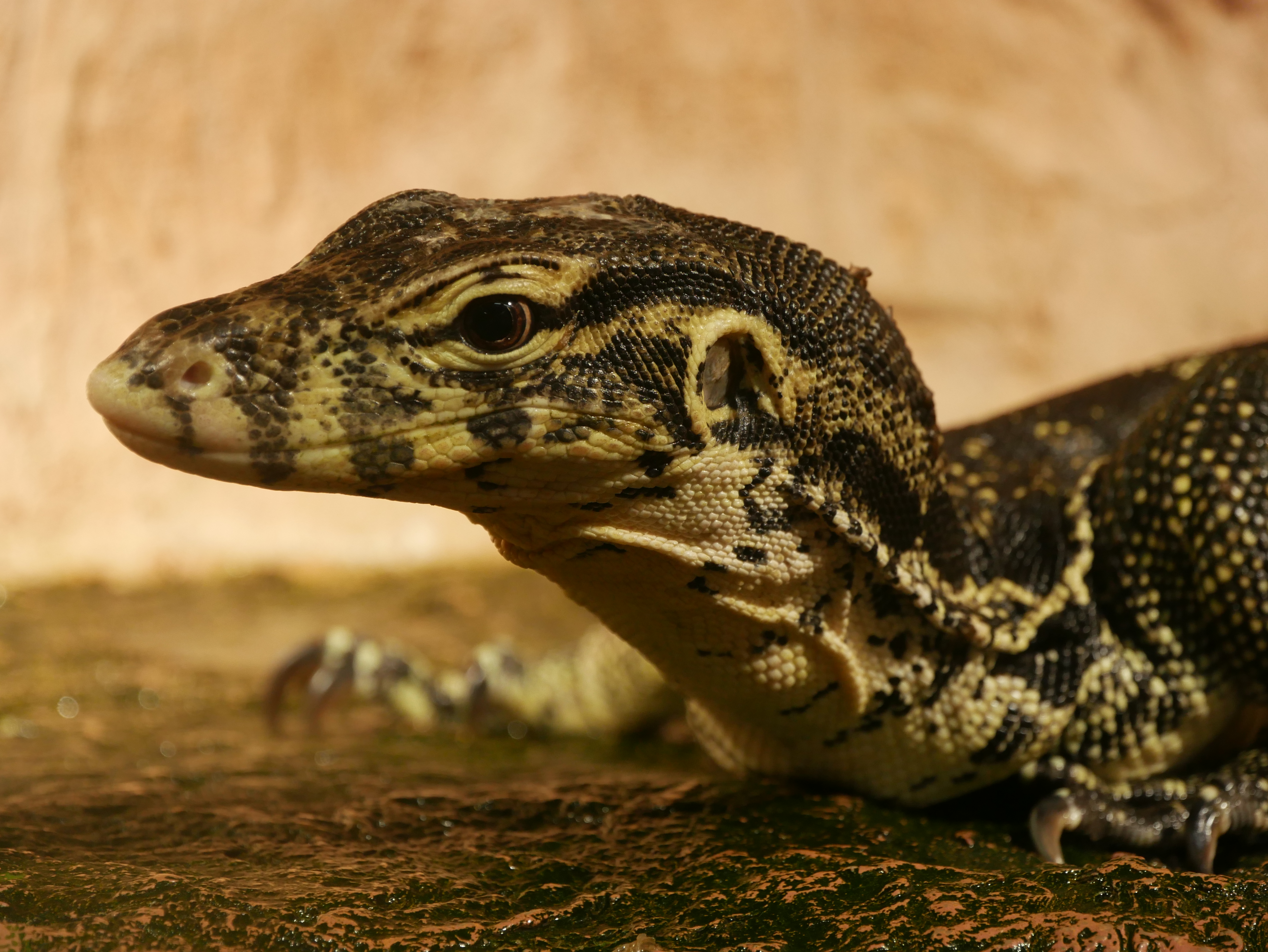 トカゲなどの爬虫類は、じっとしていることのほうが多いので、暗めの屋内でもわりと撮りやすい（手ブレ補正なしでは無理があるが）。DMC-G7 / LUMIX G VARIO 14-140mm F3.5-5.6 ASPH. POWER O.I.S. / ISO800 / F5.4 / 1/40秒 / 81mm