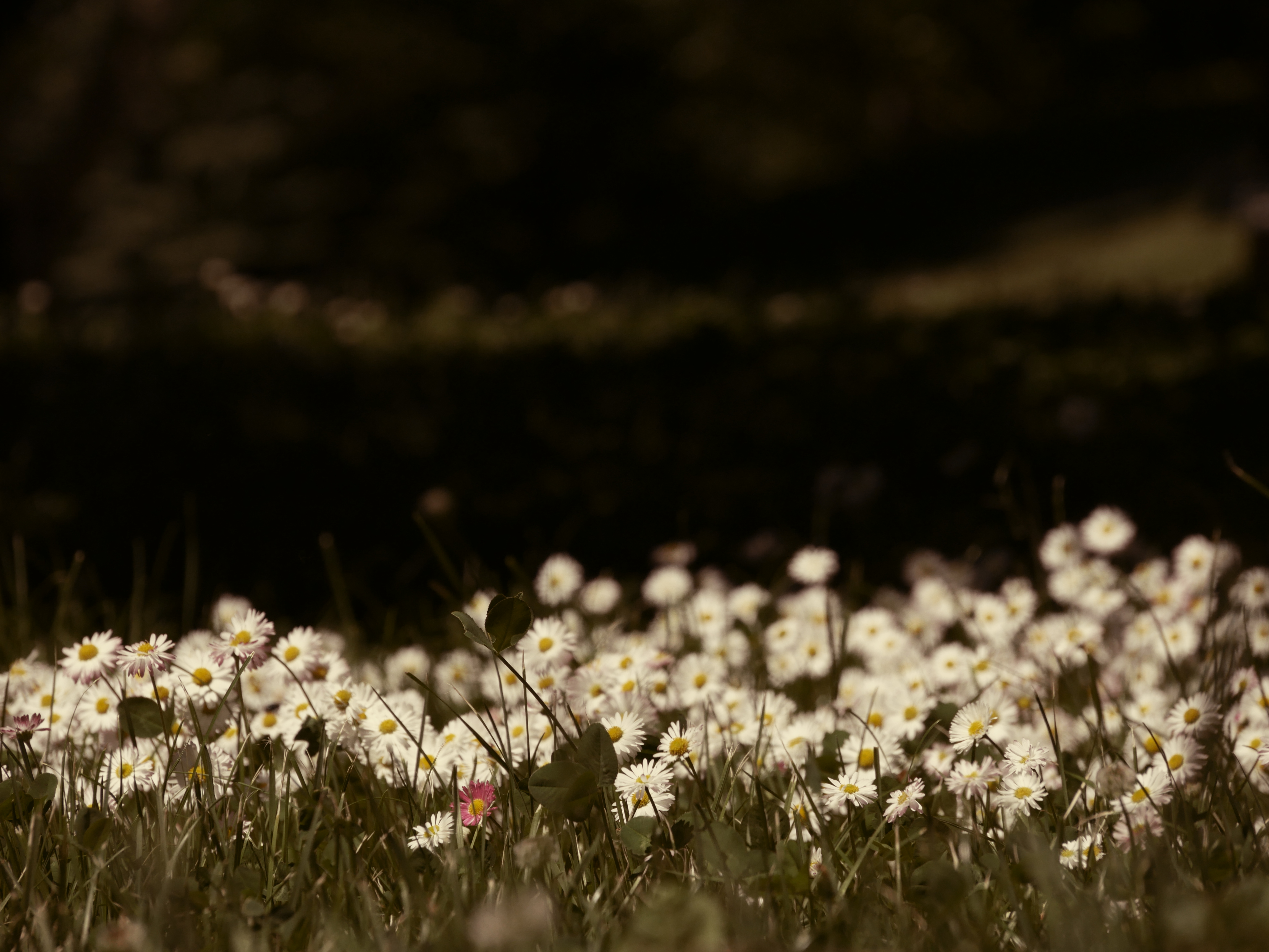 オールドデイズ