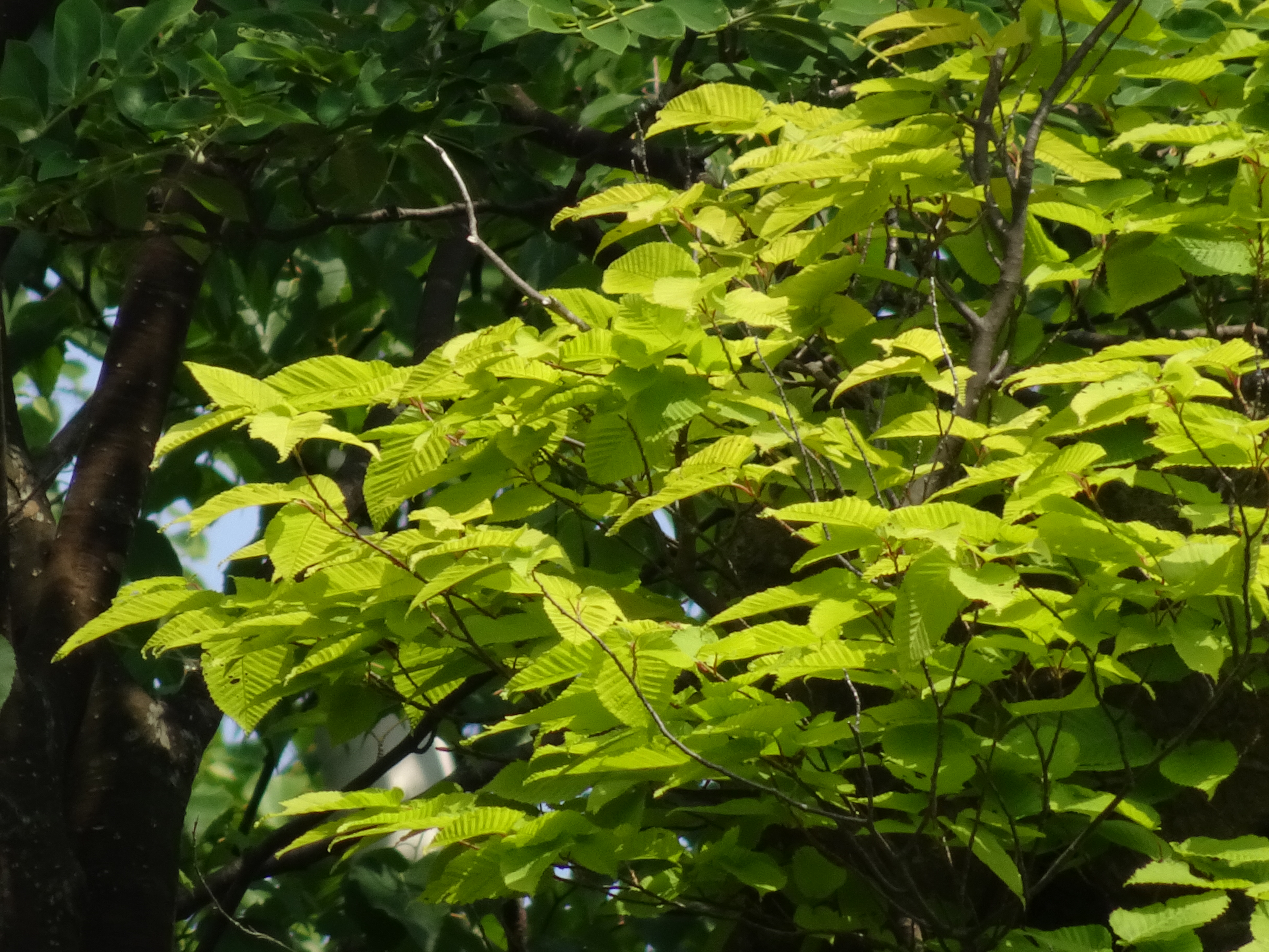 全画素調超解像ズーム（1,440mm相当）