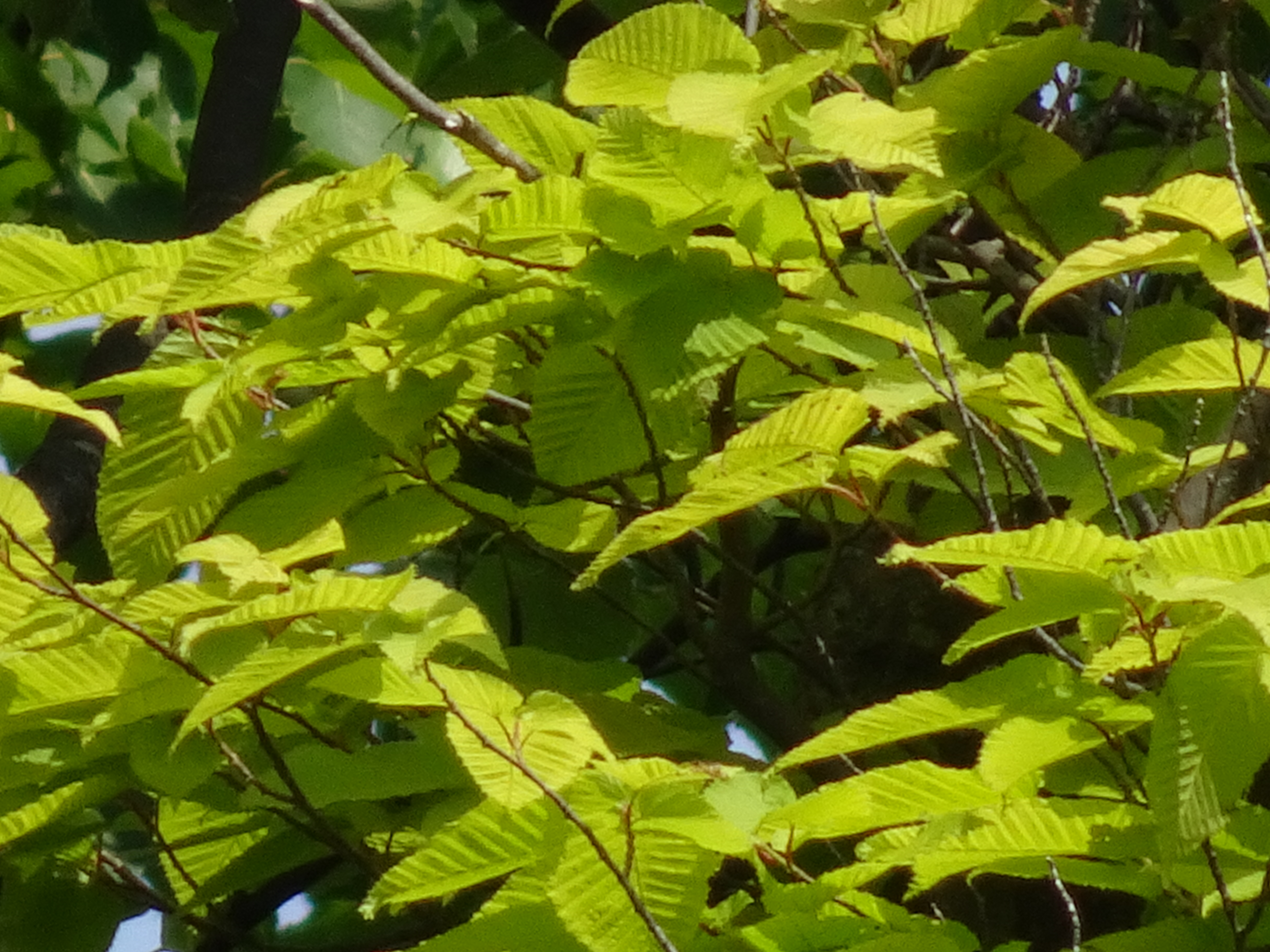 デジタルズーム（2,880mm相当）