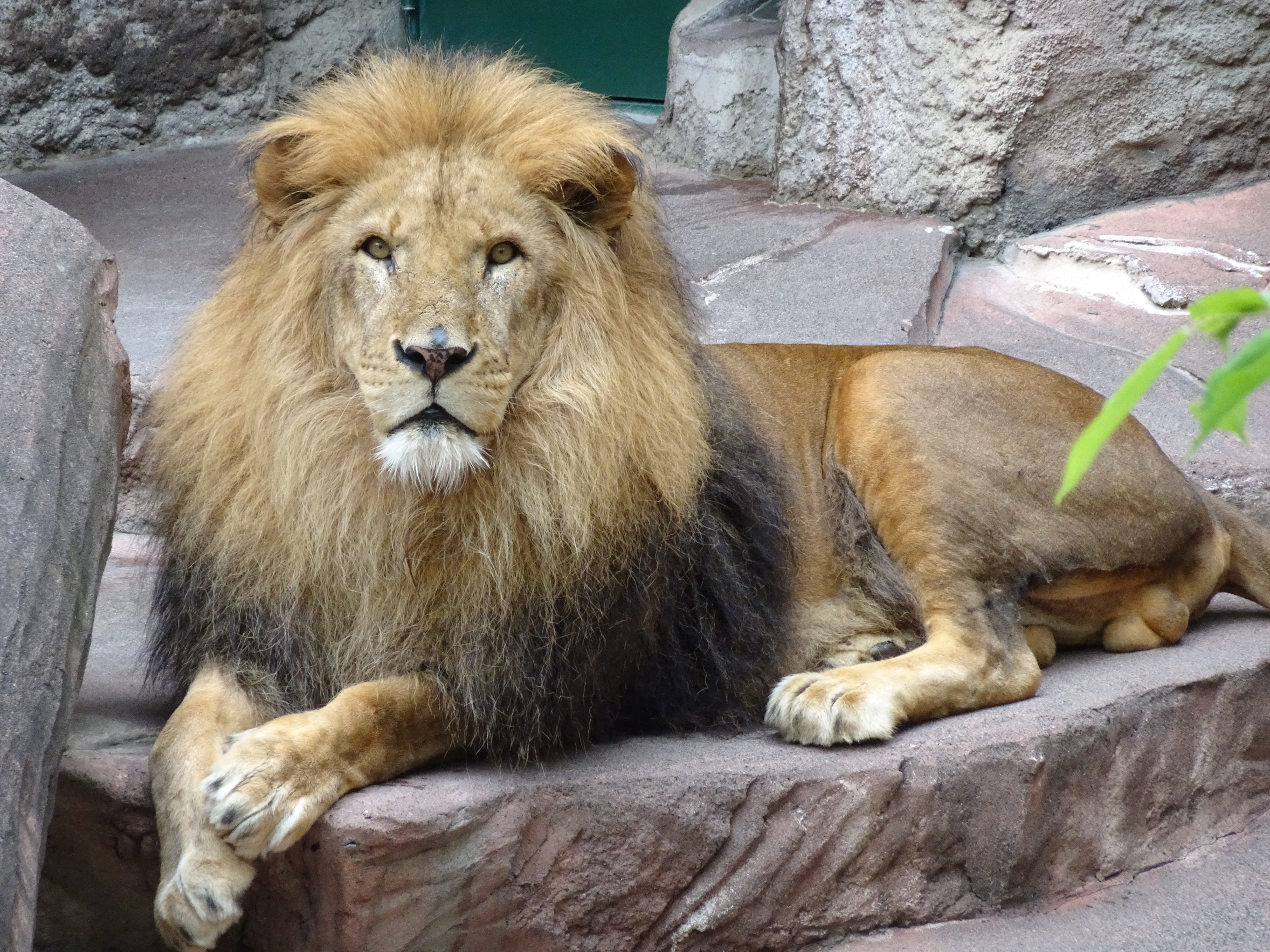 50%縮小で見る分にはISO400でもあまり不満を感じない画質。色のノリやコントラストがいいので、気軽に望遠撮影を楽しむにはいい選択肢だと思う。ISO400 / F6.3 / 1/125秒 / 62.5mm（366mm相当）