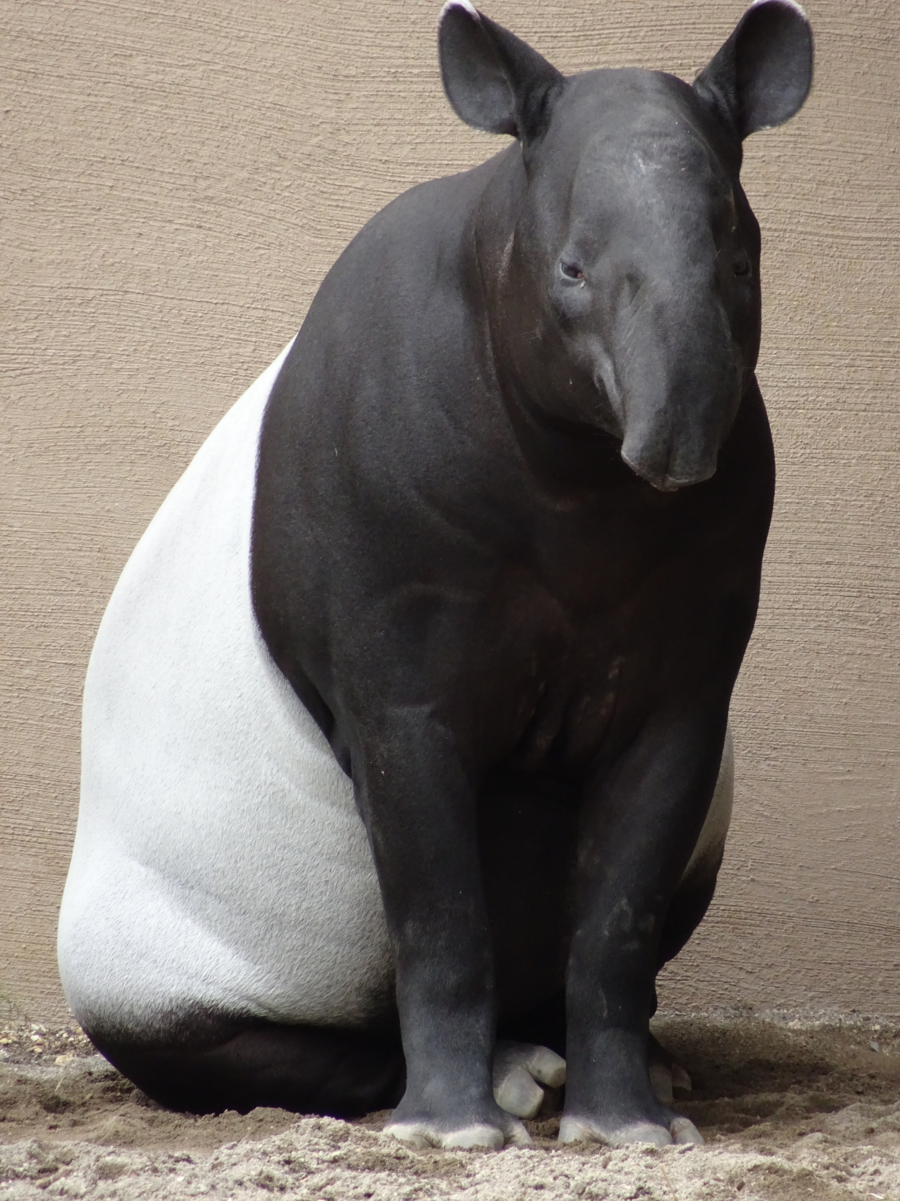 720mm相当の望遠端での撮影。高倍率ズーム機ではありがちだが、色の黒い動物だとAFが迷うことがちょくちょくあった。ISO400 / F6.4 / 1/125秒 / 123mm（720mm相当）