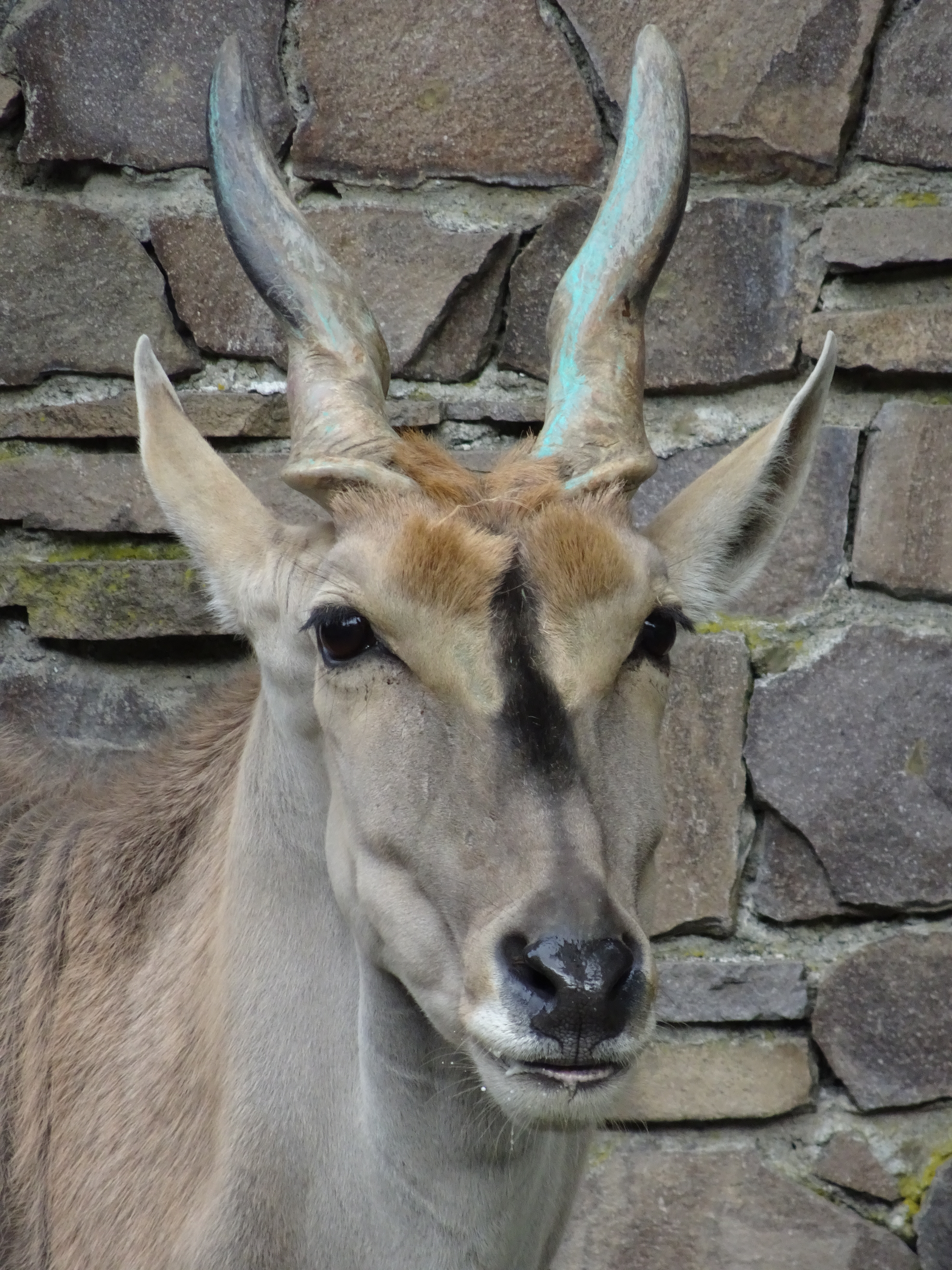 開放F値が暗めなこともあって、曇っているとISO400でもあまり速いシャッターが切れないが、手ブレ補正の利きがいいので失敗は少なめ。ISO400 / F6.3 / 1/250秒 / 102.4mm（600mm相当）