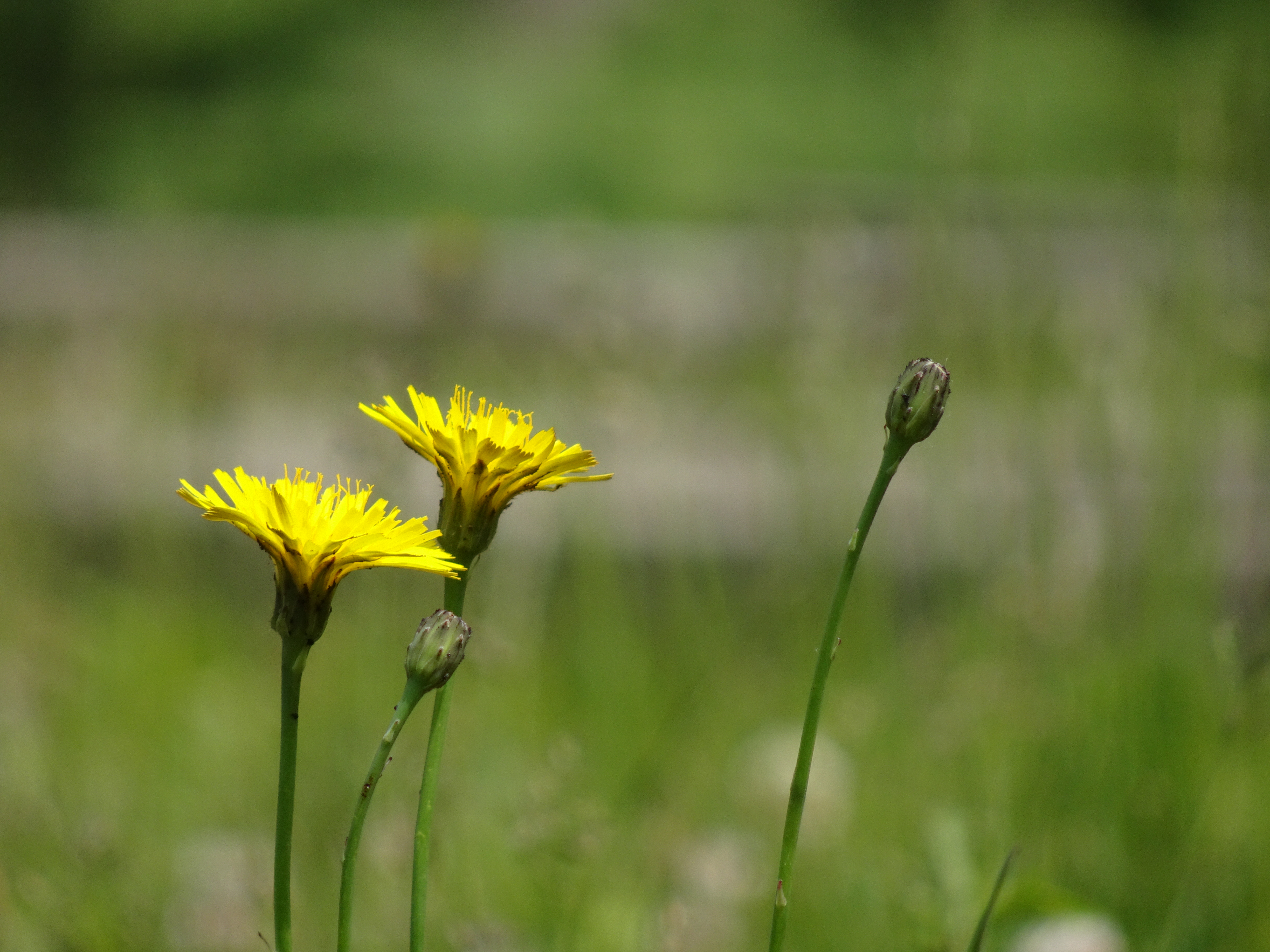 望遠端の最短撮影距離付近。撮像センサーが小さいのと開放F値が明るくないので、背景はあまりボケてくれない。ISO80 / F6.4 / 1/320秒 / 123mm（720mm相当）
