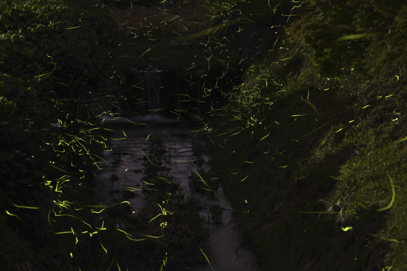 小川を乱舞するゲンジボタル、橋から両岸を入れシンメトリックに望遠ズームで狙う。キヤノンEOS 5D Mark II／EF70-200mm F2.8L IS USM／マニュアル露出（F5.6、13秒）／ISO800／WB：オート／比較明合成／6/7 20:11（晴れ）