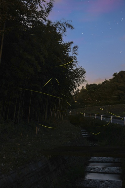 <strong class="">こんなカットも!</strong><br class="">夕暮れ時に撮影した竹林の脇を飛ぶゲンジボタル。背景の空は未だ明るいが星が写っている。この時間帯の撮影は景色もよく見えるが、露出条件が刻々と変化するため絞り優先AEの連続撮影がおすすめだ。絞り優先AE（F4、13秒）、ISO1250で撮影