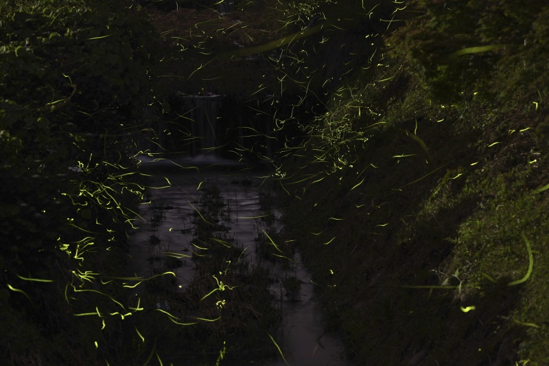 河川に生息するゲンジボタルは2～4秒間隔で点灯と消灯を繰り返す。長秒で写真を撮ると線のように写る