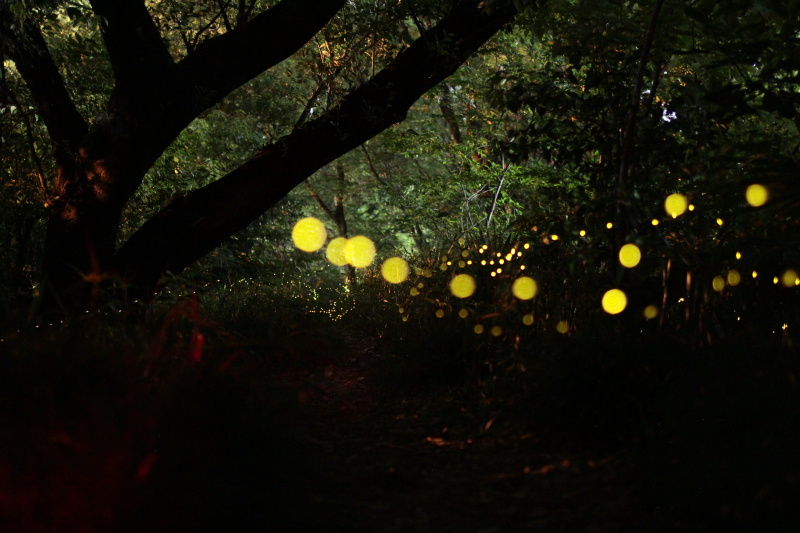 1枚撮りだと蛍の数は少ない。1枚1枚の蛍の分布や光り方を見ながらバランスよく組み合わせていく作業が発生することが、星の比較明合成と異なるところだ