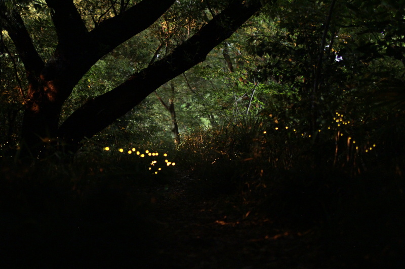 1枚撮りだと蛍の数は少ない。1枚1枚の蛍の分布や光り方を見ながらバランスよく組み合わせていく作業が発生することが、星の比較明合成と異なるところだ
