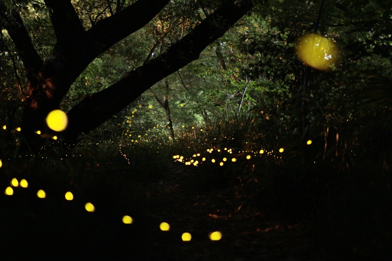 1枚撮りだと蛍の数は少ない。1枚1枚の蛍の分布や光り方を見ながらバランスよく組み合わせていく作業が発生することが、星の比較明合成と異なるところだ