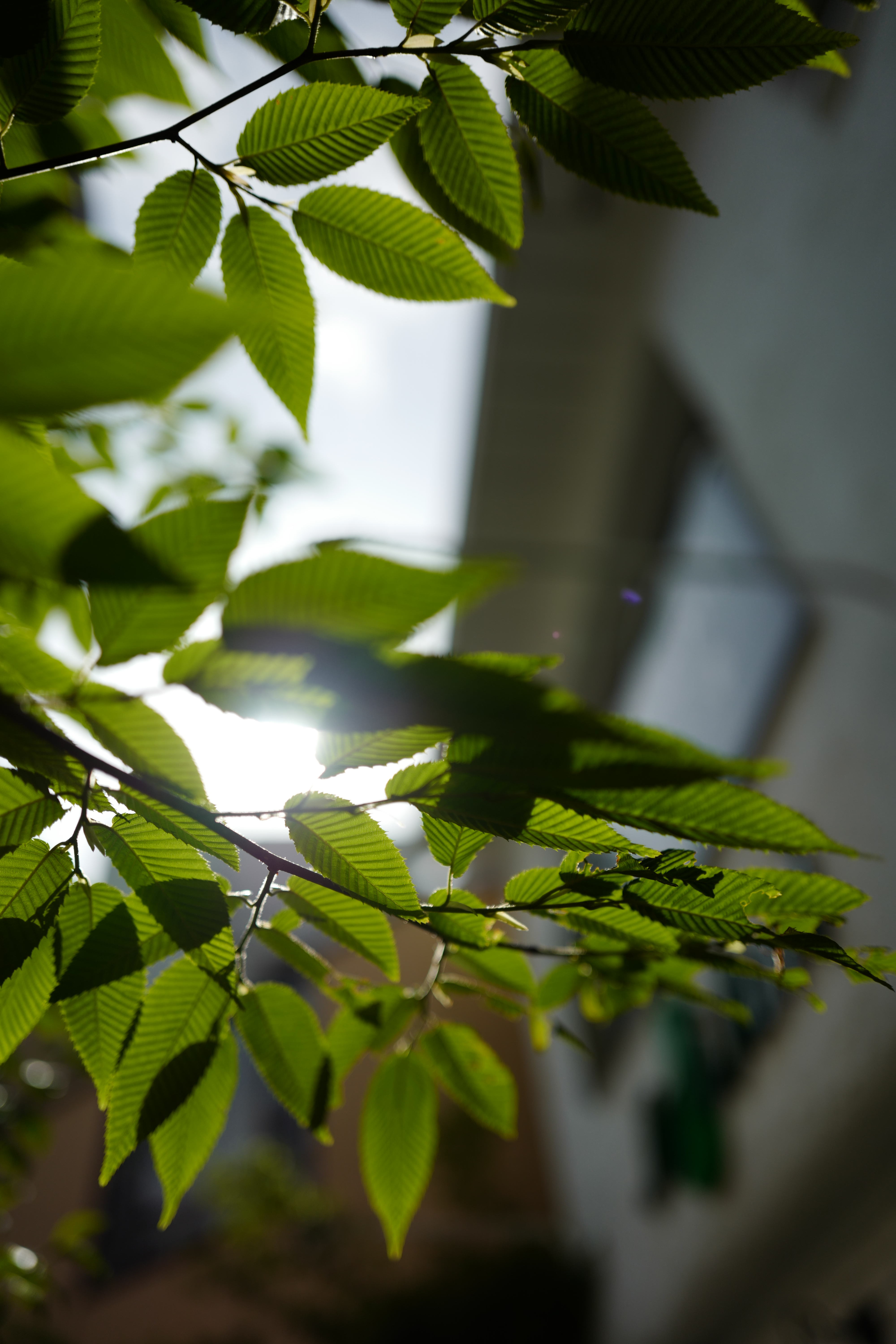 絞り開放で、シャッター速度は1/6,400秒。レンズシャッターは1/2,000秒までだが、1/16,000秒まで電子シャッターになるため撮影できた。ISO100もあり、極端に明るい場所でも絞り開放が使える。同じフルサイズでも、1/4,000秒までのライカMシステムでは不可能だ。ISO100 / F1.7 / 1/6,400秒