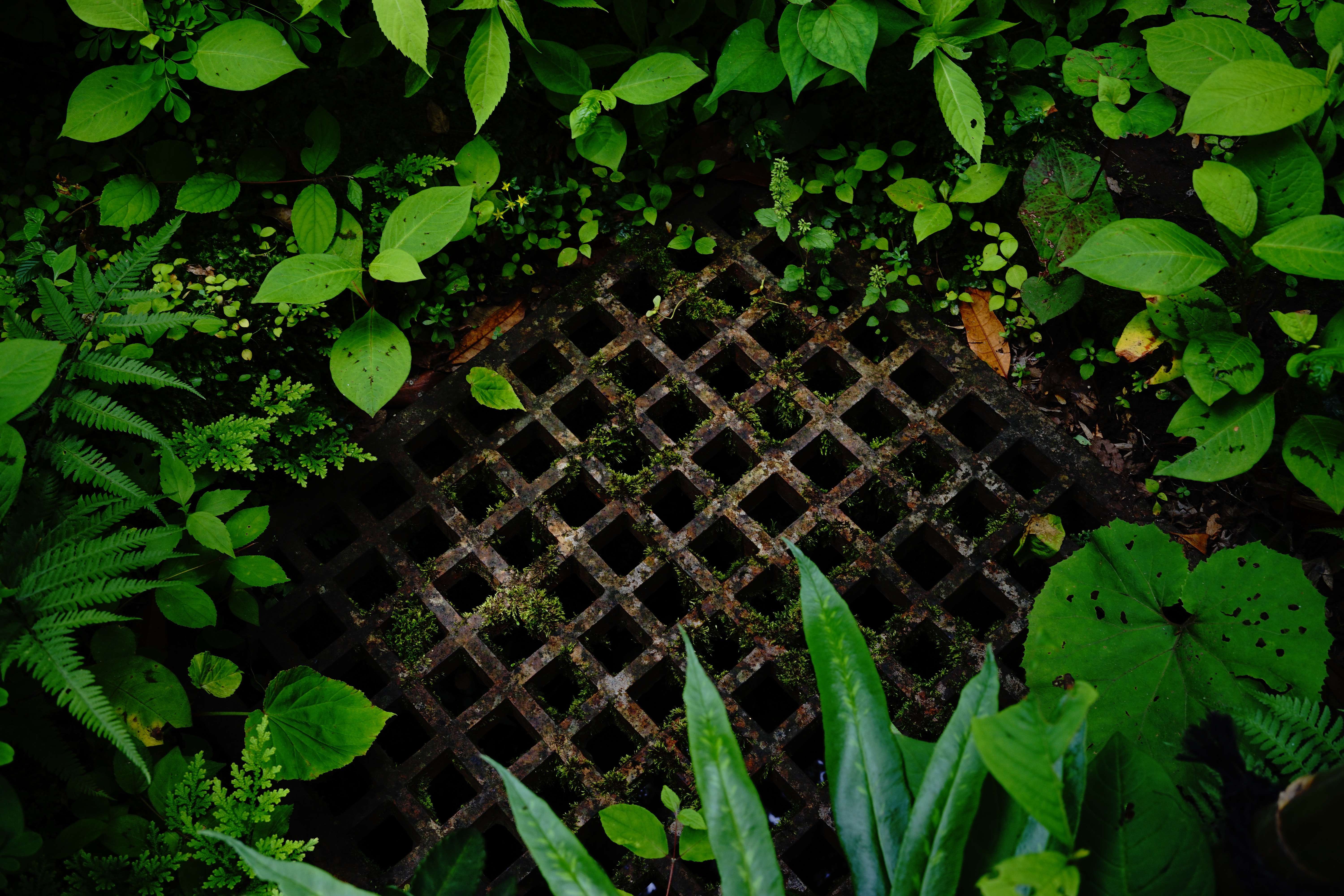 α7 II / HELIAR 40mm F2.8 / F4 / 1/40 / 0EV / ISO50 / 40mm