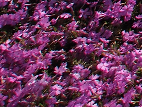 コーワPROMINARの世界 高画質マイクロフォーサーズレンズの秘密を探る