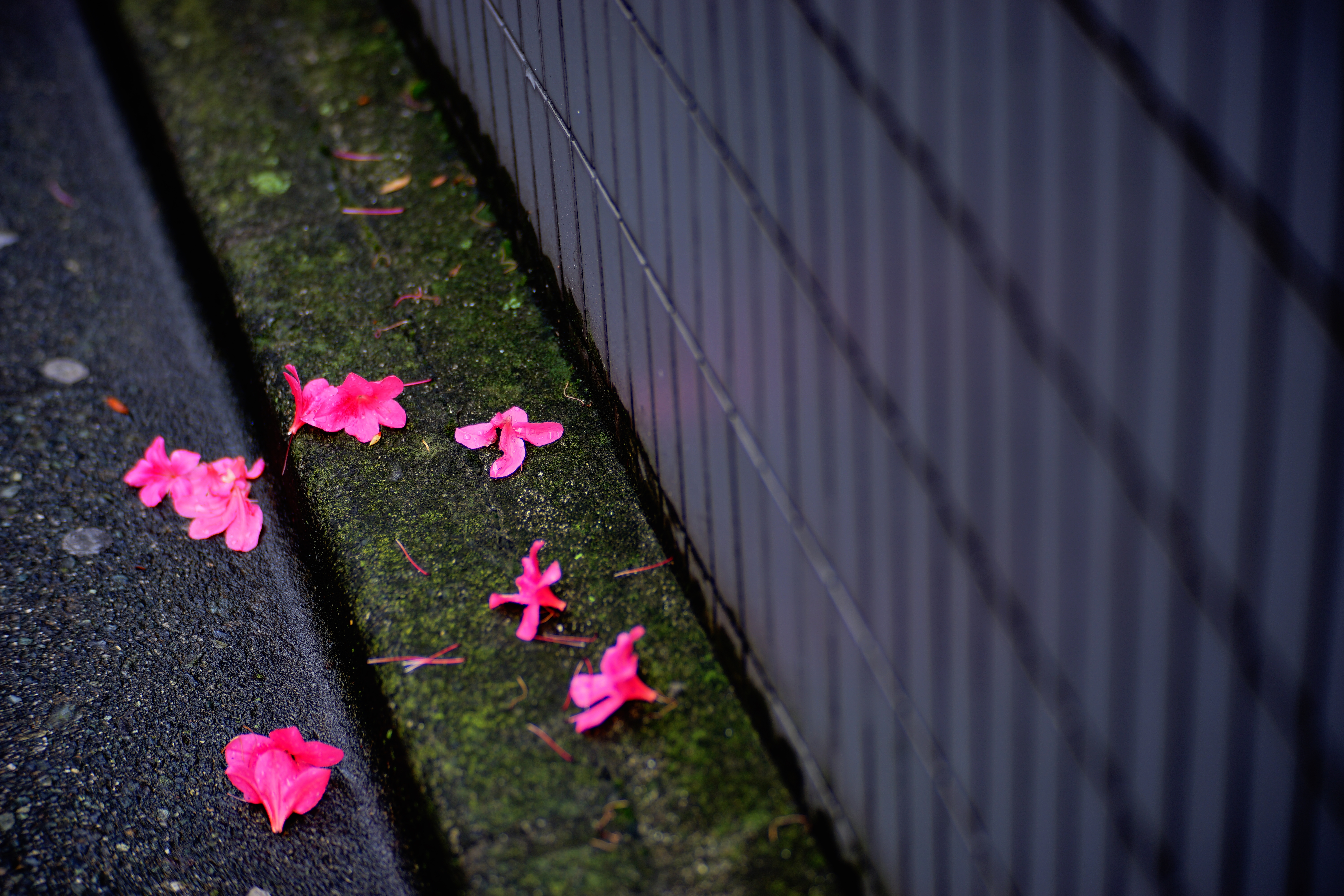 α7 II / CREATOR 85mm F2.0 / F2 / 1/200秒 / 0EV / ISO50 / 85mm / クリエイティブスタイル（クリア、コントラスト+3、彩度+3、シャープ+3）