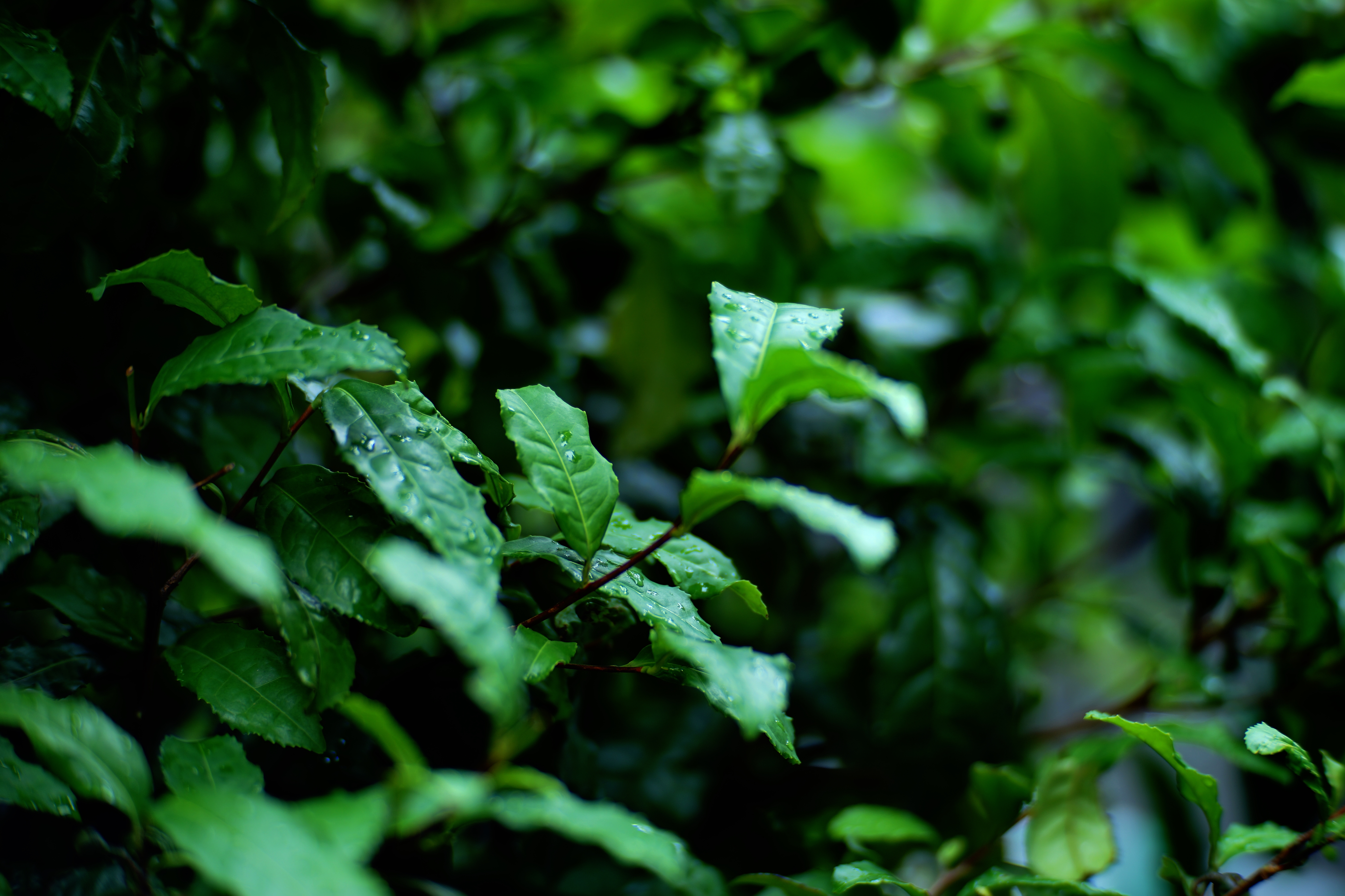 α7 II / CREATOR 85mm F2.0 / F2 / 1/100秒 / 0EV / ISO50 / 85mm / クリエイティブスタイル（クリア、コントラスト+3、彩度+3、シャープ+3）