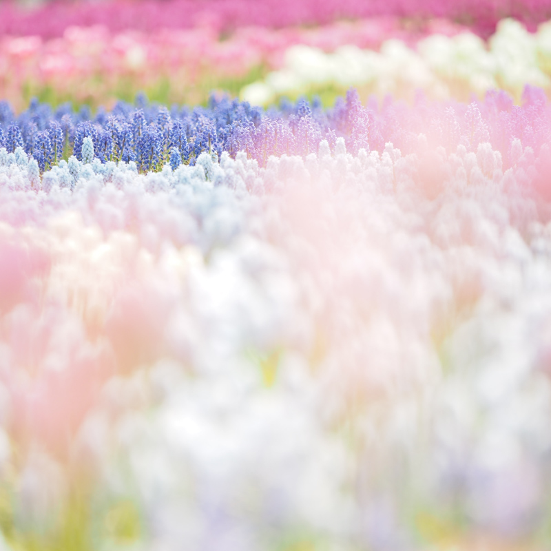 使ったレンズは「<a href="http://olympus-imaging.jp/product/dslr/mlens/40-150_28pro/index.html" class="n" target="_blank">M.ZUIKO DIGITAL ED 40-150mm F2.8 PRO</a>」