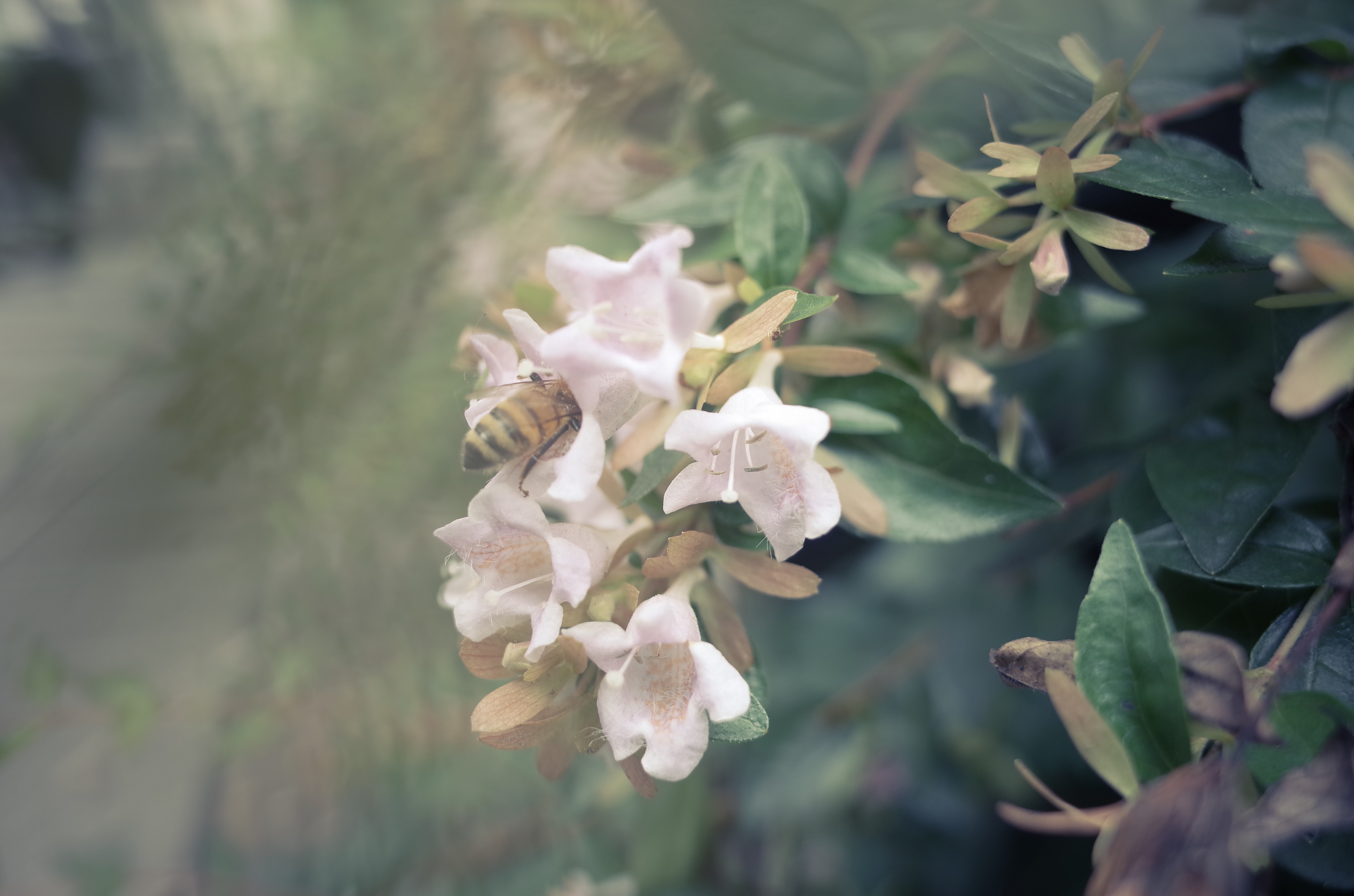 マクロモードでの作例。GR II / F2.8 / 1/45秒 / ISO100 / 0EV / 18.3mm（28mm相当）