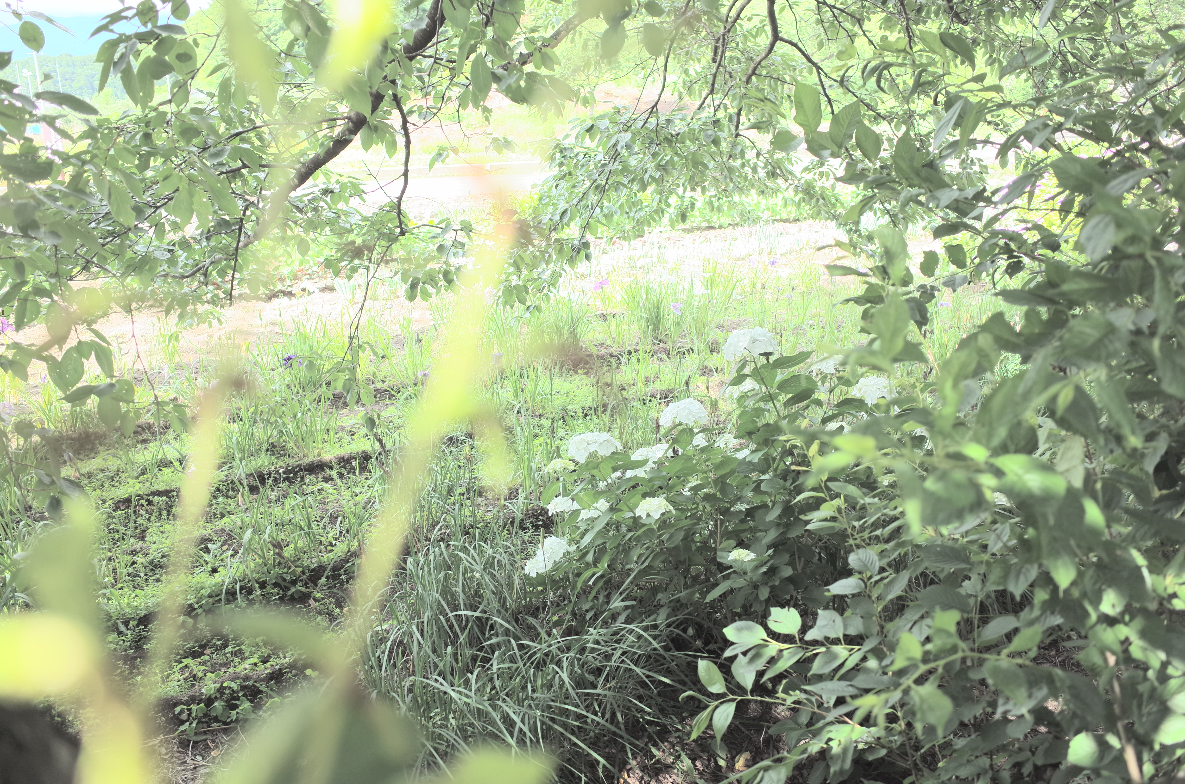 GR II / F2.8 / 1/250秒 / ISO100 / 0EV / 18.3mm（28mm相当）