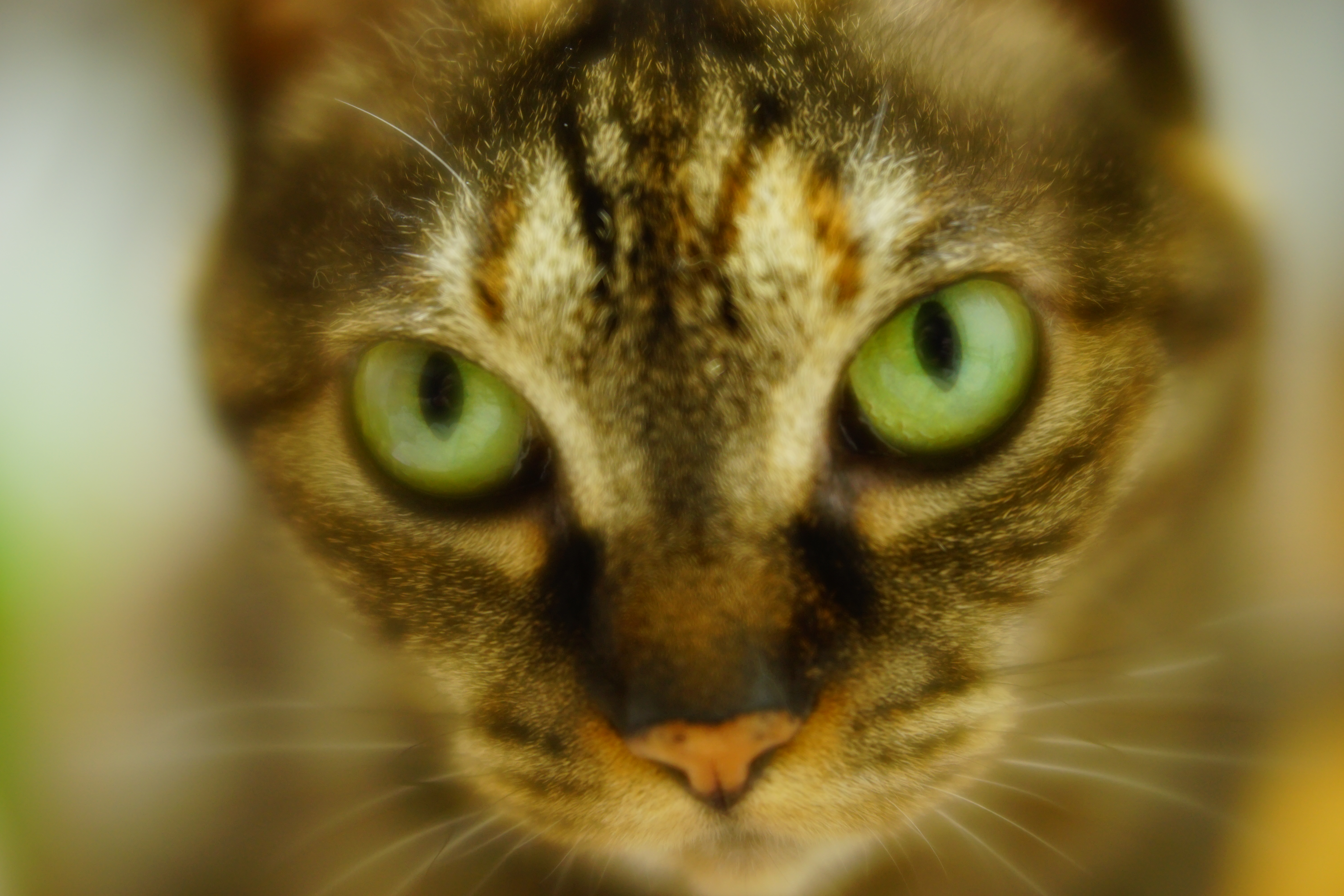 α7 II / レンズベビー Velvet 56 / F1.6 / 1/60秒 / 0EV / ISO400 / 56mm / クリエイティブスタイル：ビビッド（コントラスト+1、彩度+1、シャープ+1）