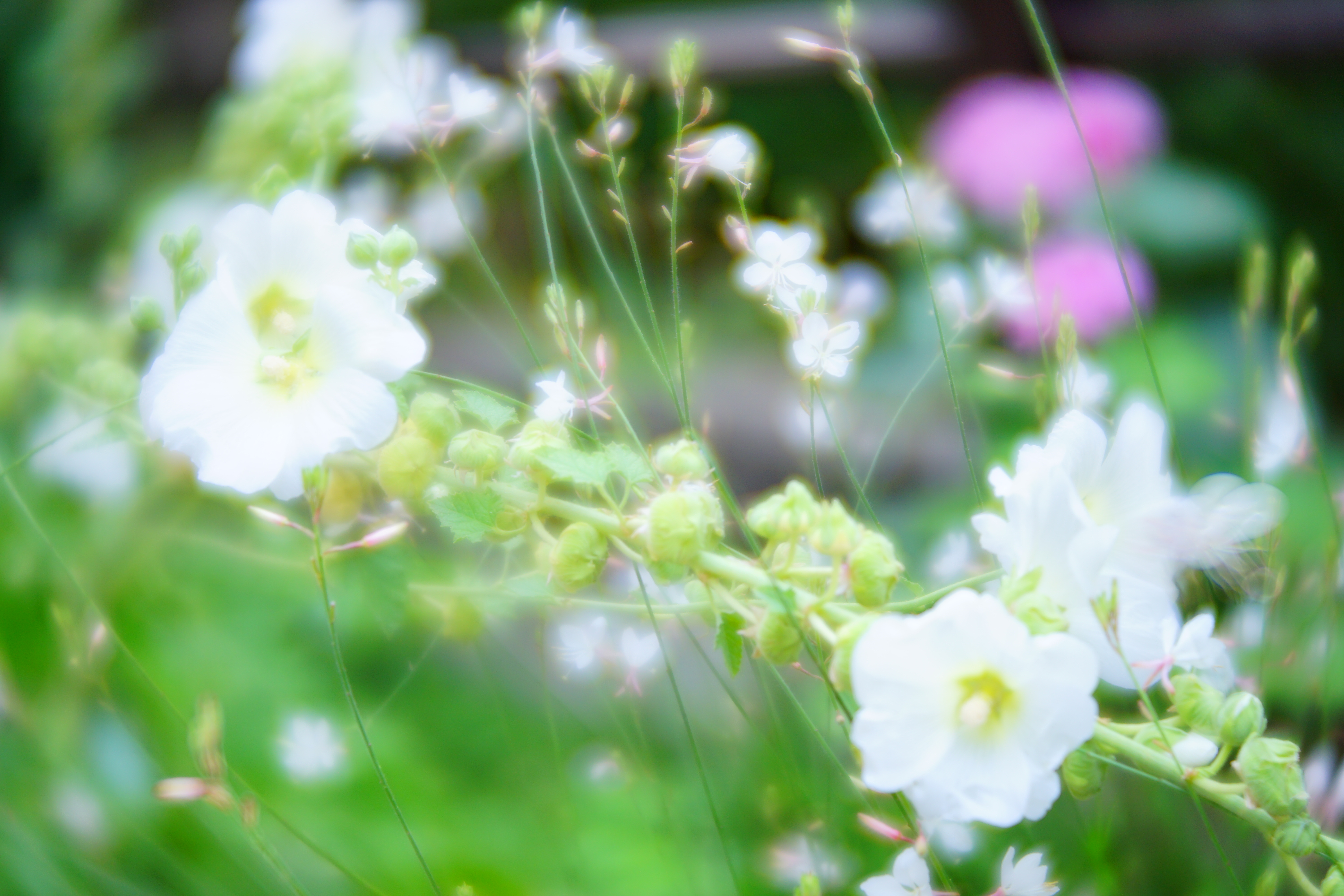 α7 II / レンズベビー Velvet 56 / F1.6 / 1/100秒 / 0EV / ISO200 / 56mm / クリエイティブスタイル：ビビッド（コントラスト+1、彩度+3、シャープ+1）