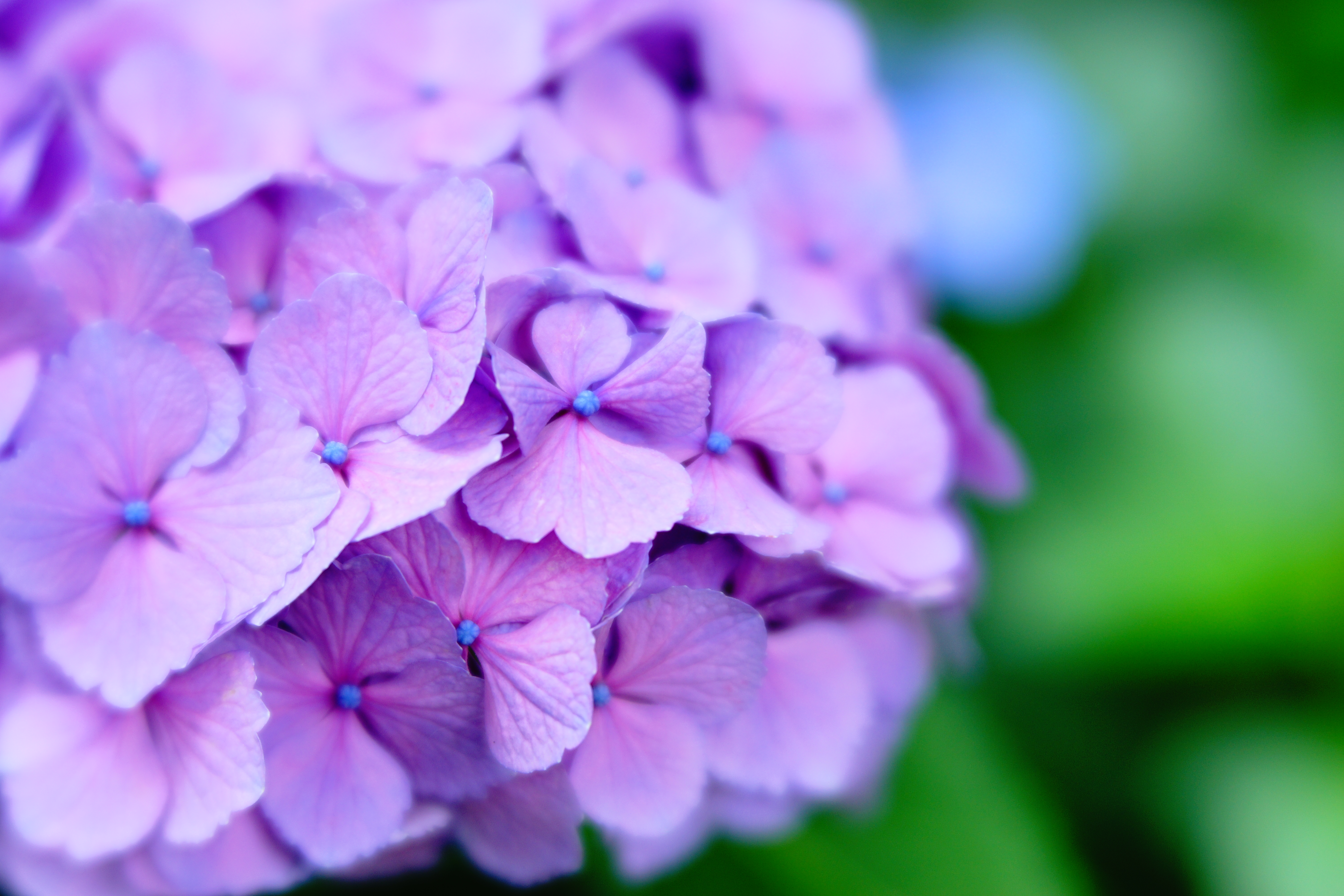 α7 II / レンズベビー Velvet 56 / F2.8 / 1/500秒 / 0EV / ISO200 / 56mm / クリエイティブスタイル：クリア（コントラスト+3、彩度+3、シャープ+3）