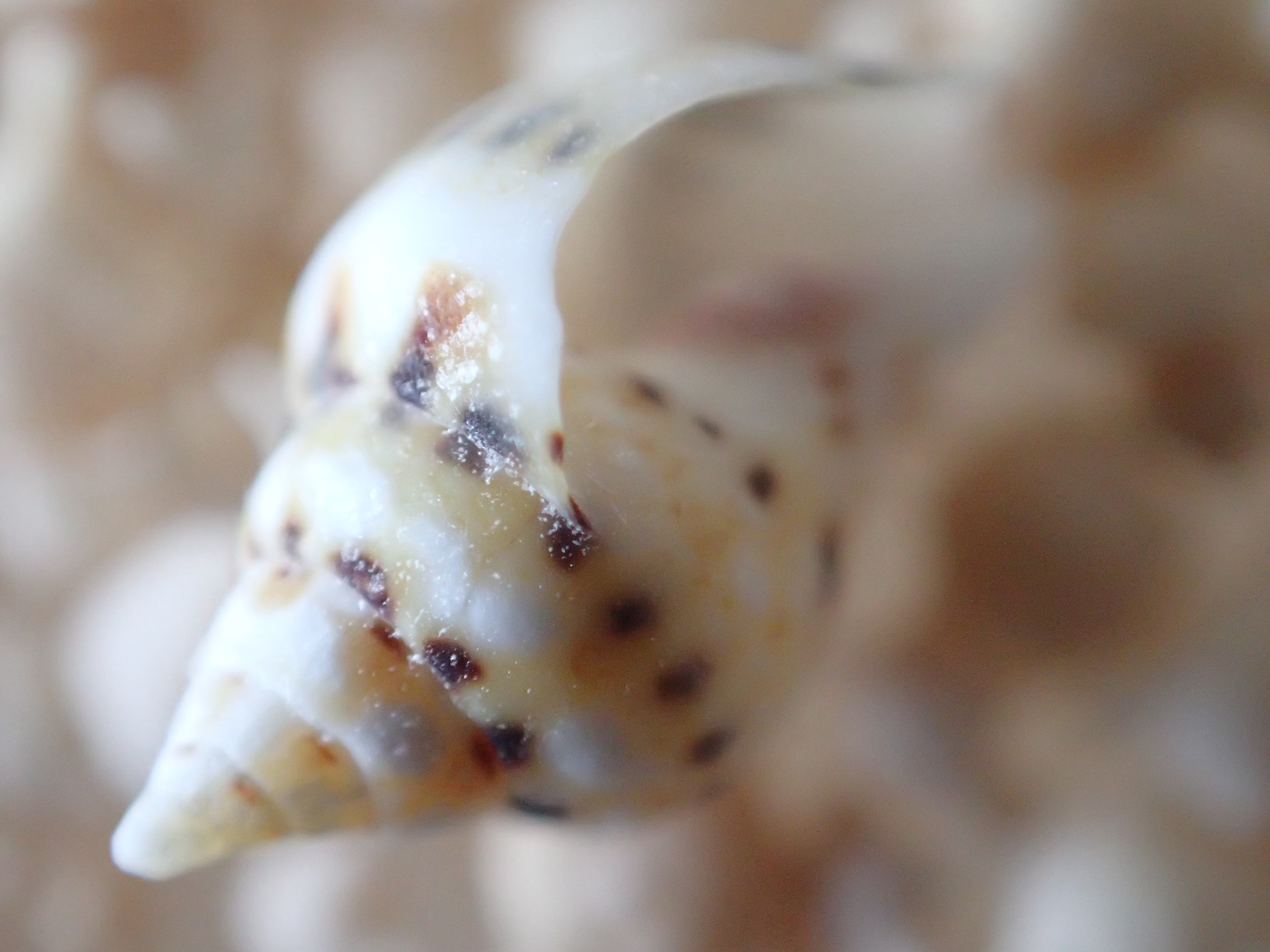 LEDライトガイドなし