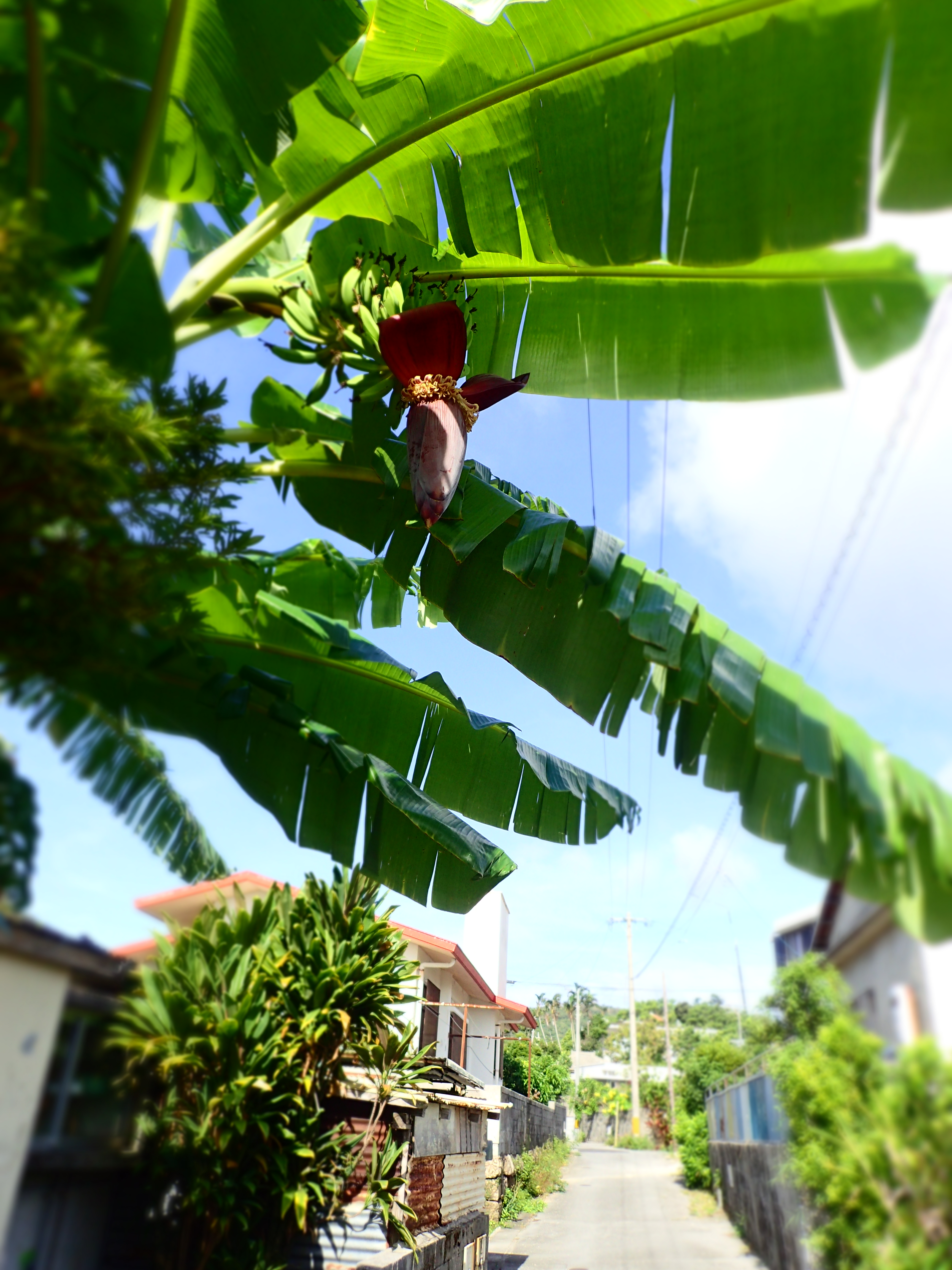 ISO100 / F8 / 1/80秒 / 4.5mm（25mm相当）/ ジオラマ