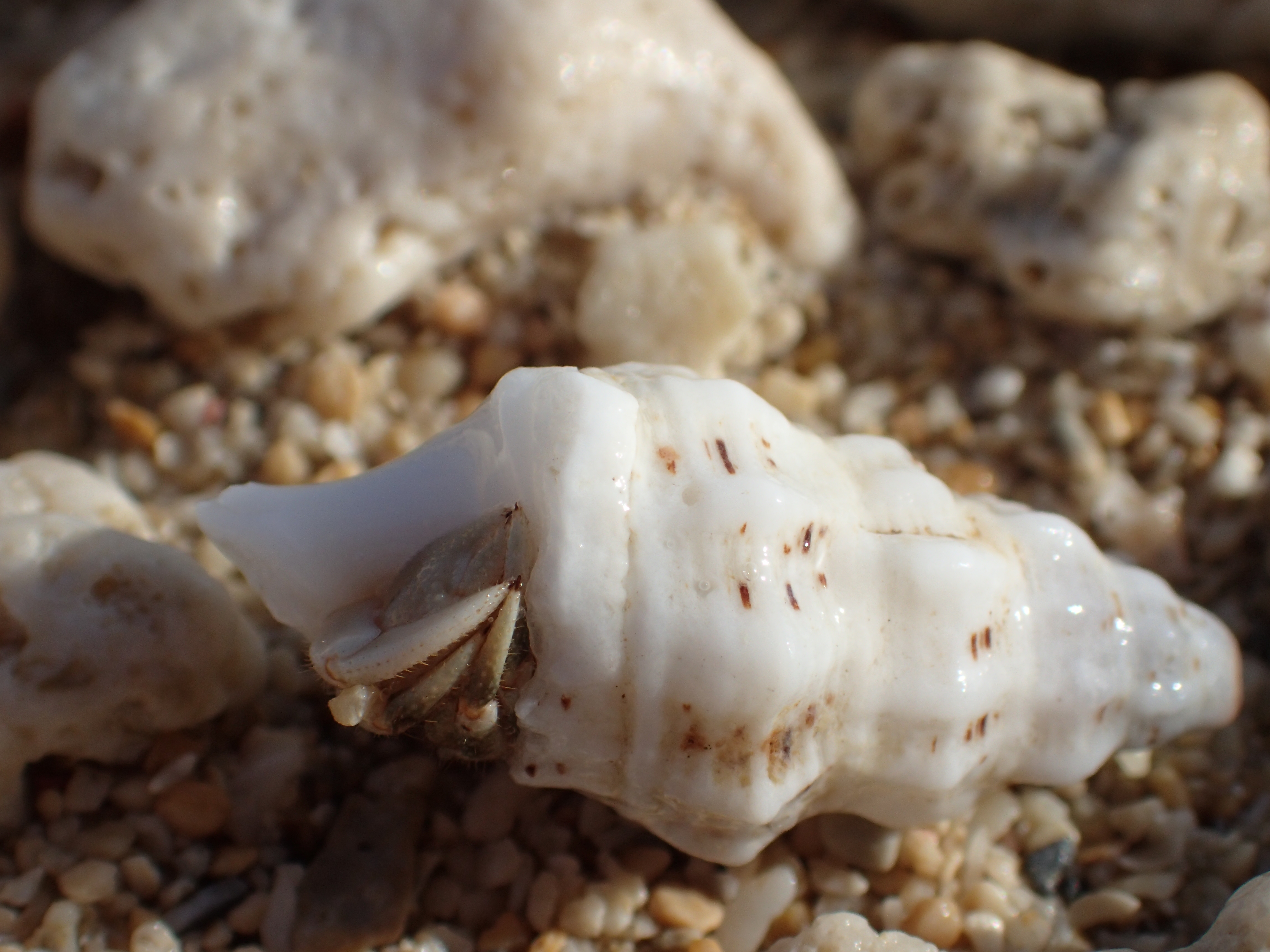 ISO100 / F6.3 / 1/400秒 / 18mm（100mm相当）/ 顕微鏡モード