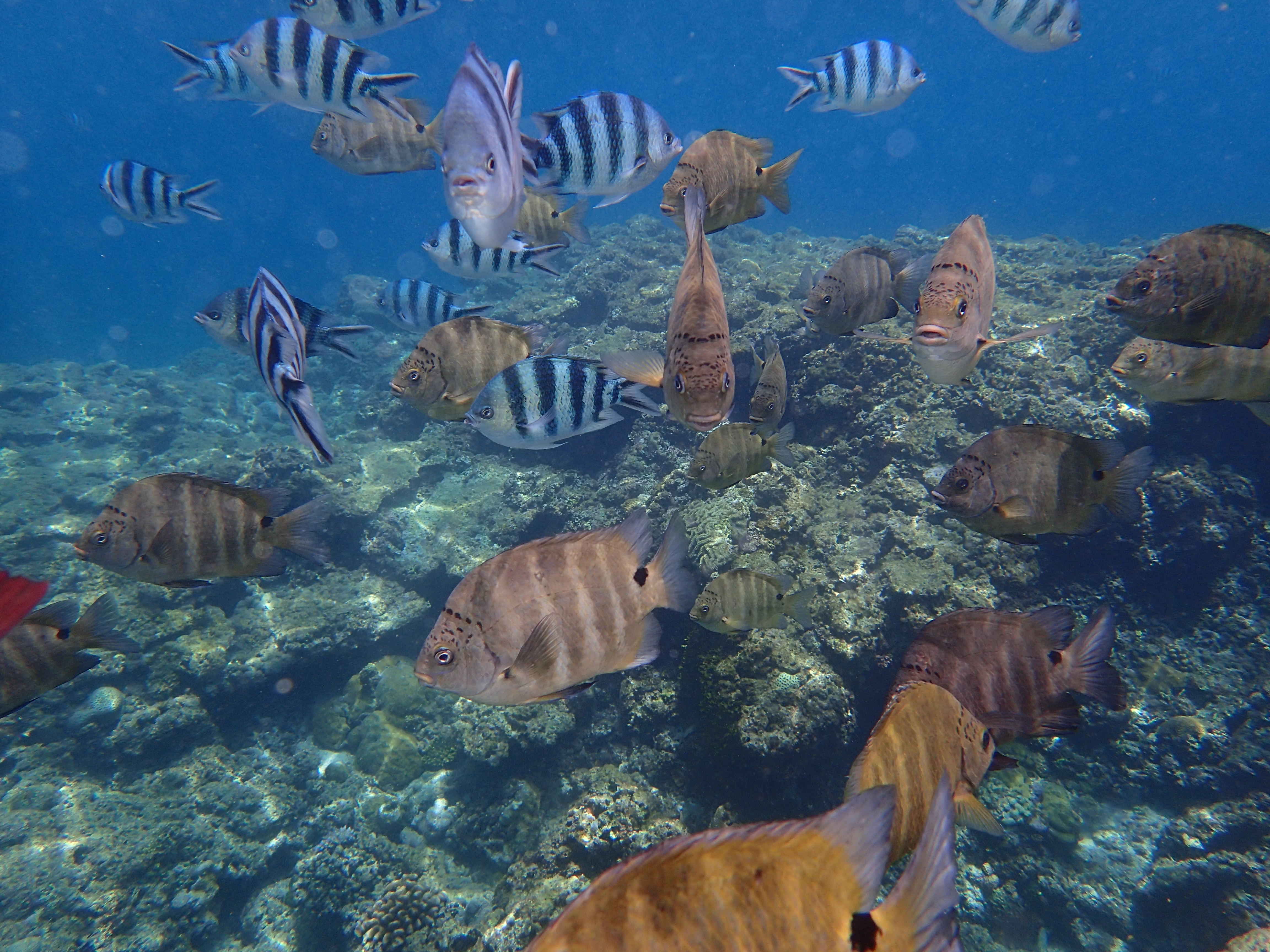 ISO100 / F2.8 / 1/640秒 / 4.5mm（25mm相当）/ 水中ワイド1