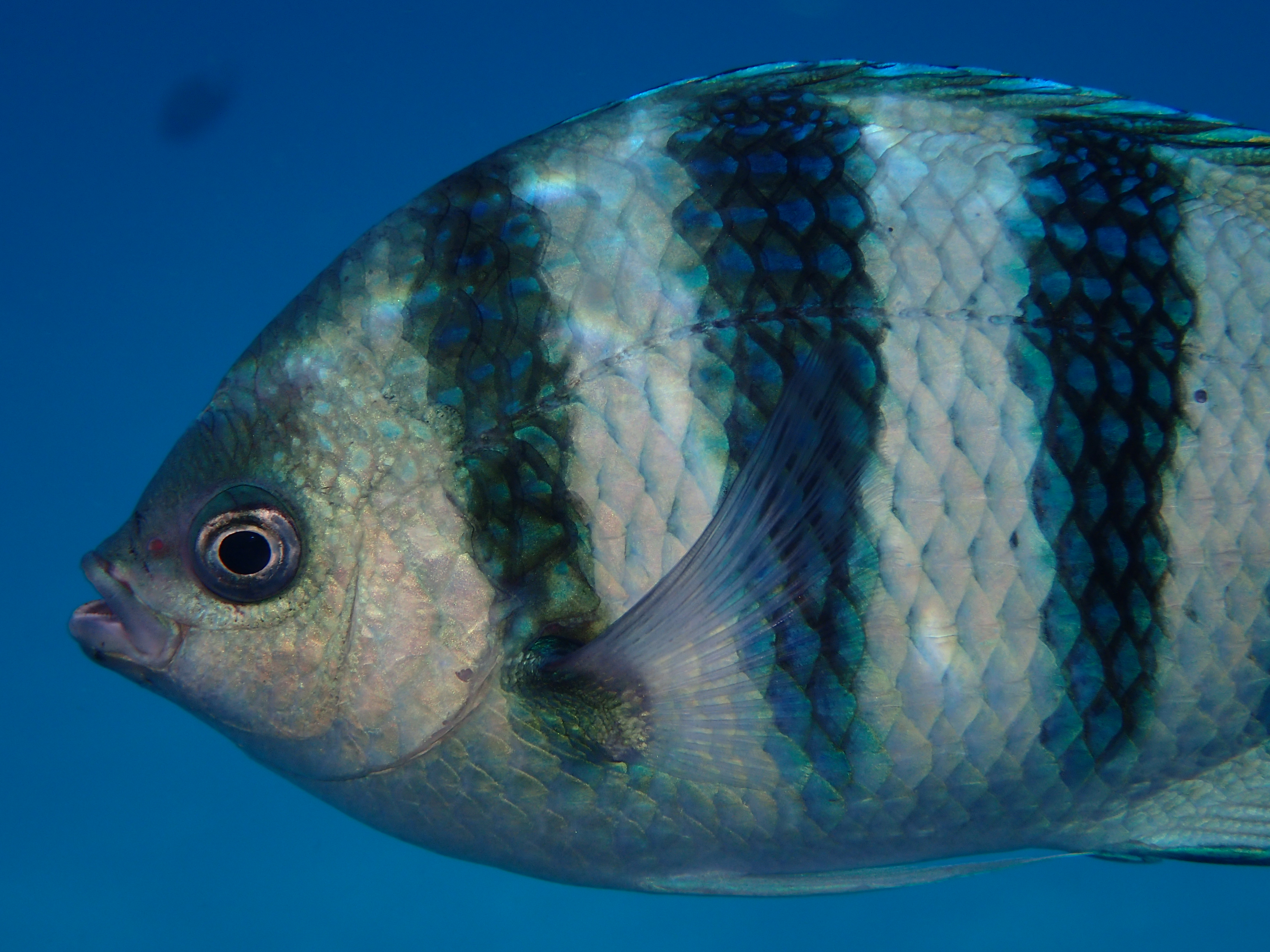 ISO125 / F6.3 / 1/400秒 / 18mm（100mm相当）/ 水中マクロ