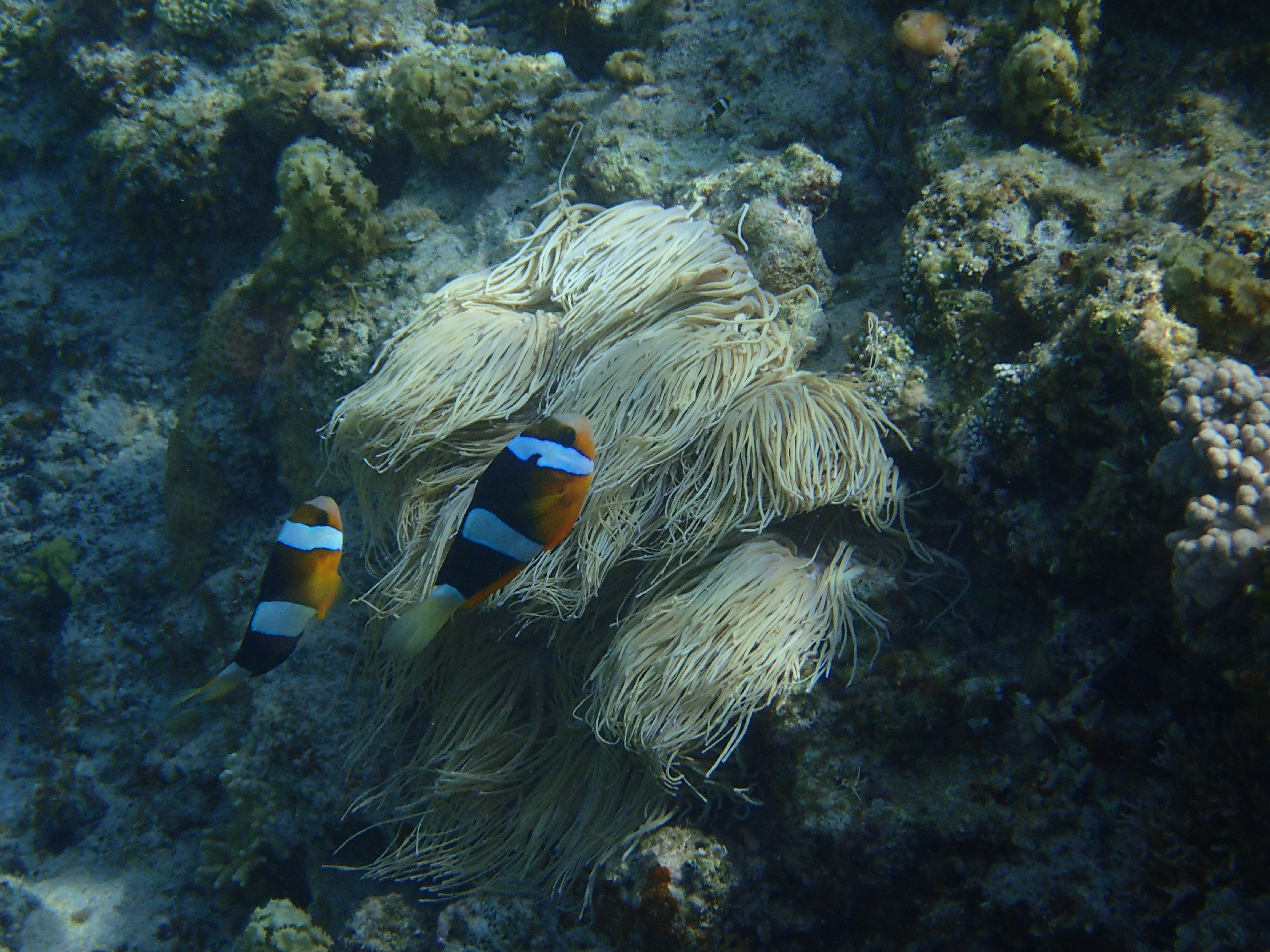 ISO160 / F6.3 / 1/400秒 / 18mm（100mm相当）/ 水中ワイド1