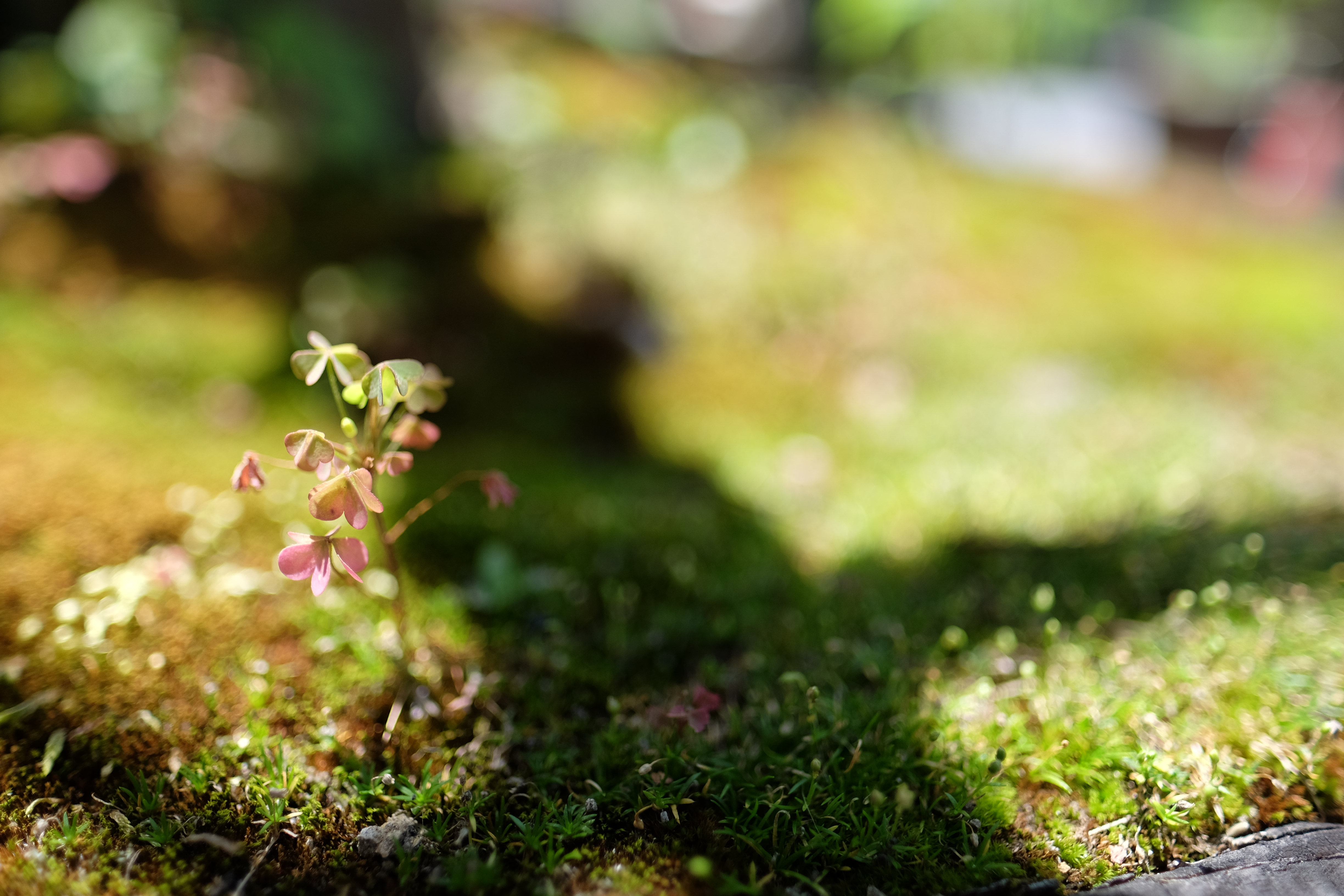絞り開放・最短撮影距離（約15cm）で撮影。X-T1 / 1/2,500秒 / F1.4 / 0EV / ISO200 / 絞り優先AE / 16mm