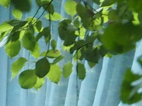 ISO1600 / シャッター速度1/30秒（画像の一部を拡大しています）