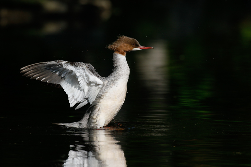 羽ばたくカワアイサ。連写で翼の開きの一番良いカットを狙った。連写は速ければ速いほど良いカットを撮影後に選ぶことが出来る。白飛びも無く、羽の質感を綺麗に写し出してくれた。<br>キヤノン EOS 7D Mark II / EF100-400mm F4.5-5.6L IS II USM / 400mm（640mm相当） / 絞り優先AE（F5.6、1/3,200秒、-1.7EV）/ ISO 400