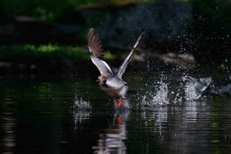 水面を滑走するカワアイサをゾーンAFでローアングルから狙った。ゾーンAFは使用測距点の中から最も近距離の被写体にピントが合うので、背景や水飛沫にピントを持っていかれる心配が少ない。<br>キヤノン EOS 7D Mark II / EF100-400mm F4.5-5.6L IS II USM / 371mm（594mm相当） / 絞り優先AE（F5.6、1/1,600秒、-1.7EV） / ISO 400