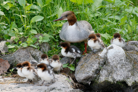 Canon EF LENS 写真家7人のSEVEN SENSES：「鳥を撮るのに最適。諦め