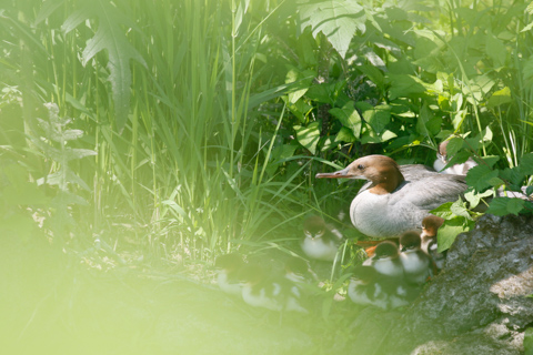 Canon EF LENS 写真家7人のSEVEN SENSES：「鳥を撮るのに最適。諦め