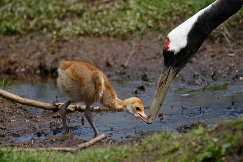 釧路にある丹頂鶴自然公園に今年もタンチョウのヒナが生まれた。給餌の光景はいつ見ても微笑ましい。自然の中では無理に近寄ることは避けているが、ここでは近距離で親子の営みを観察できる。<br>キヤノン EOS 7D Mark II / EF100-400mm F4.5-5.6L IS II USM / 400mm（640mm相当） / 絞り優先AE（F5.6、1/2,000秒、-0.3EV）/ ISO 400